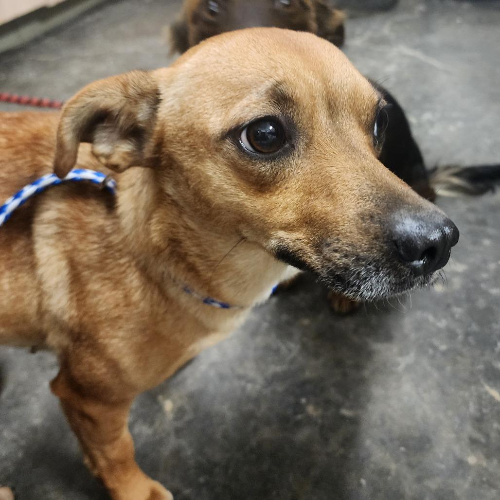 Enlarge Nitro, a Adoptable mixed breed in Evensville, TN image 3/3