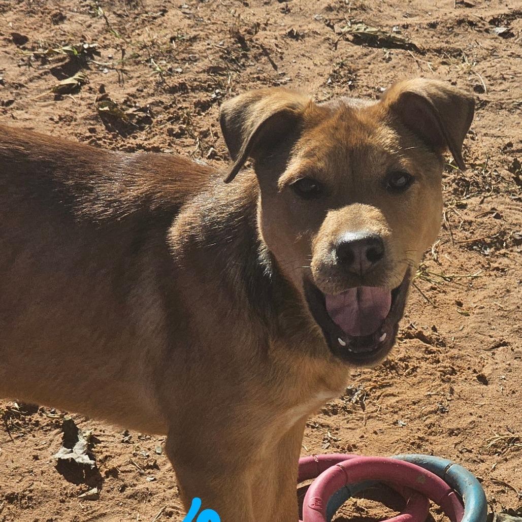 Enlarge Theo, a Adoptable mixed breed in Midland, TX image 1/2