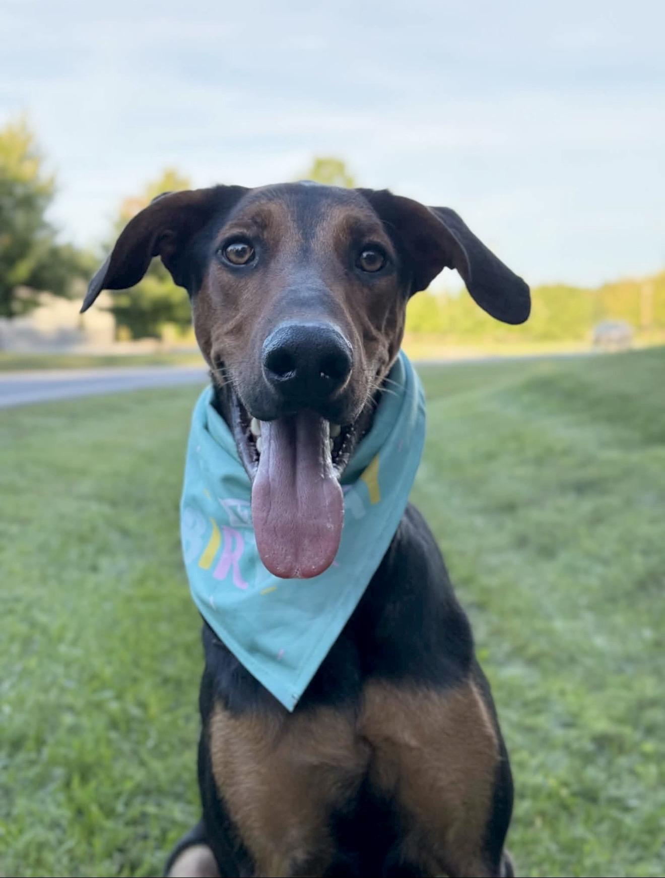 Enlarge Kirk, a Adoptable mixed breed in Thurmont, MD image 1/6