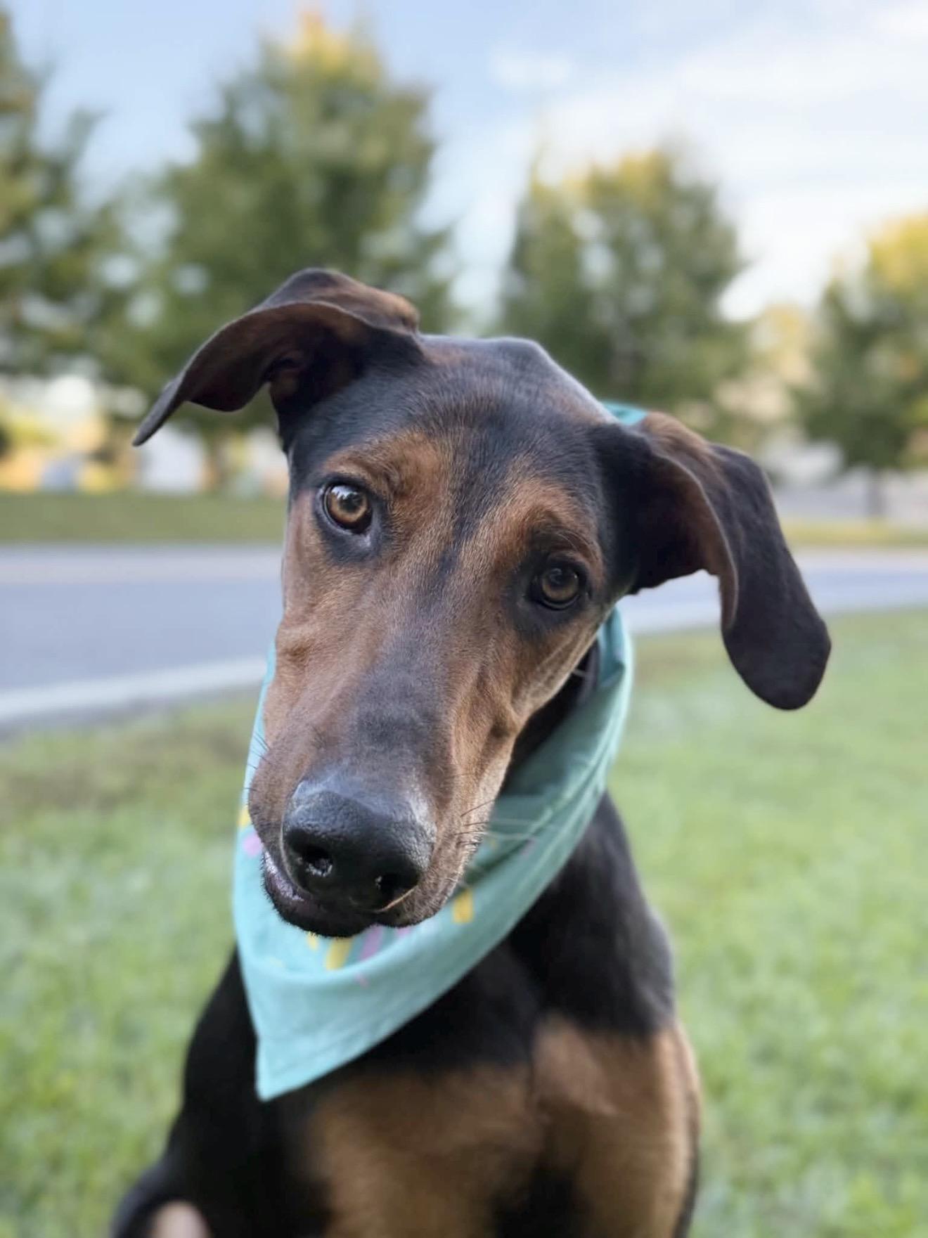Enlarge Kirk, a Adoptable mixed breed in Thurmont, MD image 2/6