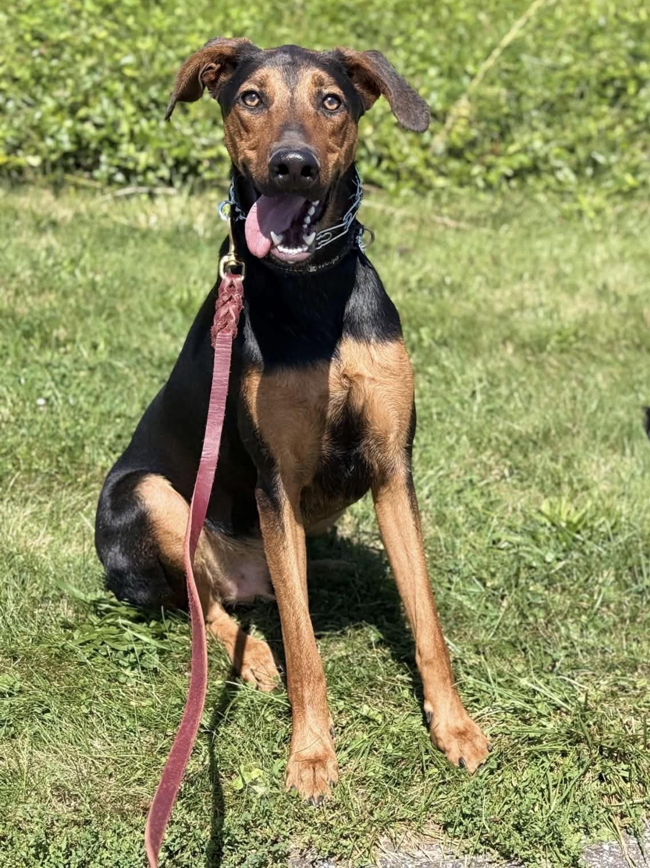 Enlarge Kirk, a Adoptable mixed breed in Thurmont, MD image 5/6