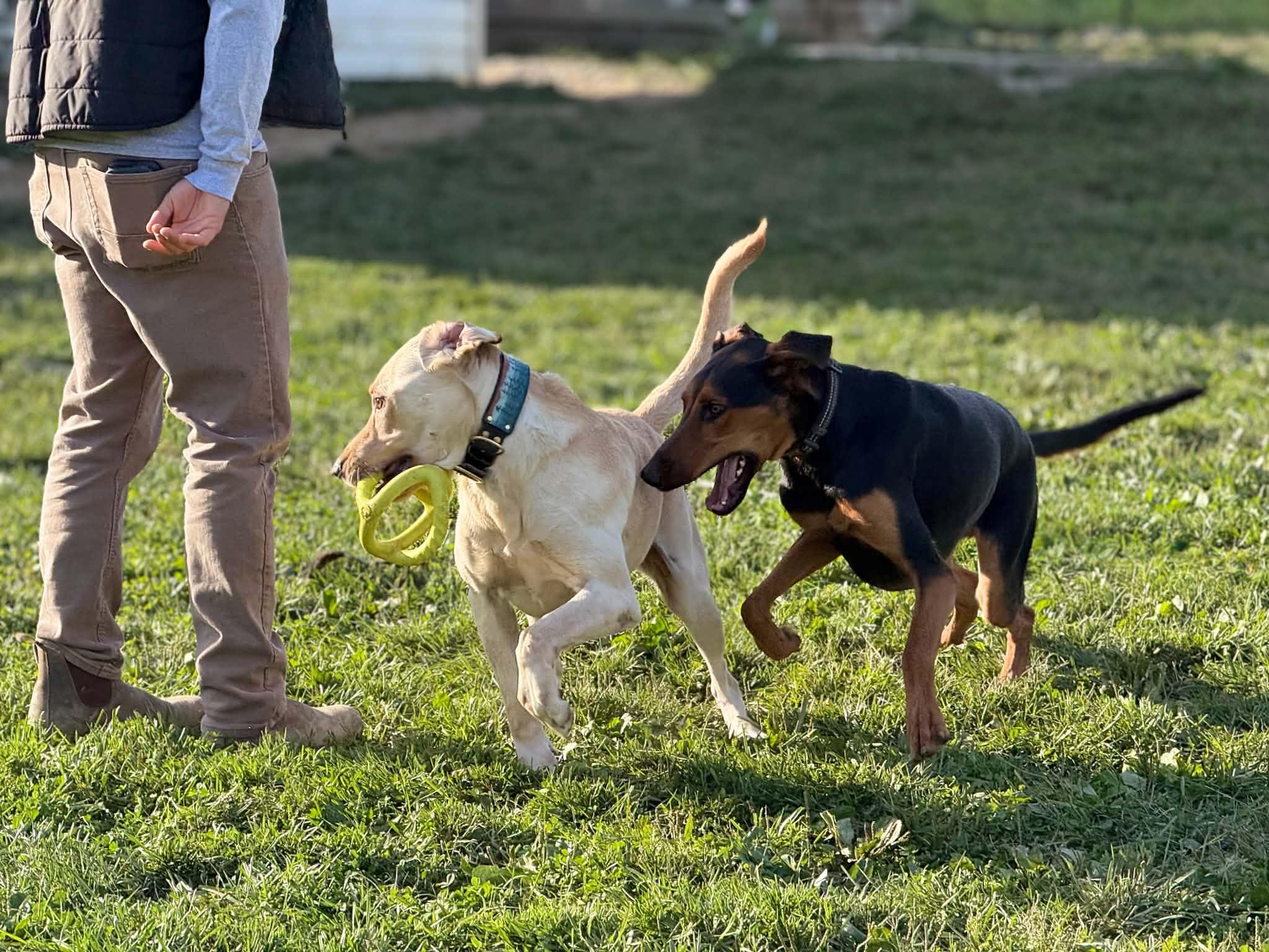 Kirk, Adoptable, Young Male Doberman Pinscher & German Shepherd Dog.