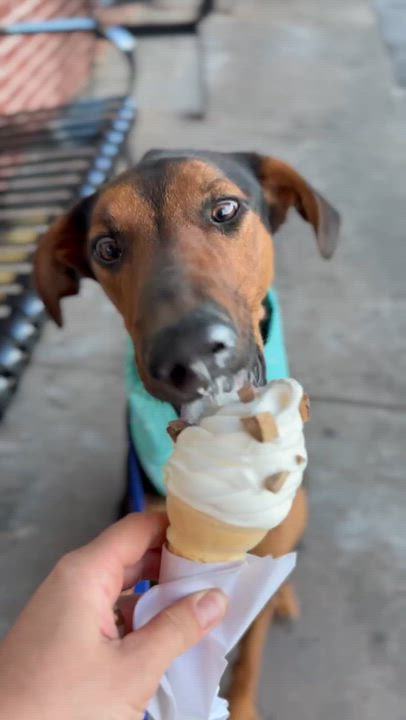 Enlarge Kirk, a Adoptable mixed breed in Thurmont, MD video 6/6