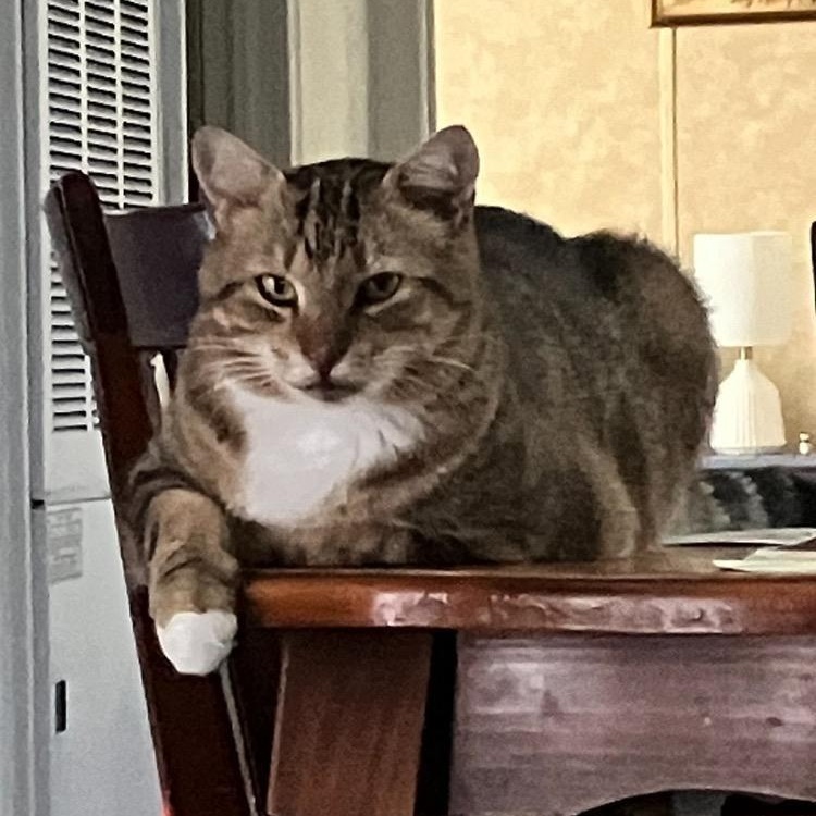 Big Boy, ADOPTABLE, Adult Male Domestic Short Hair.