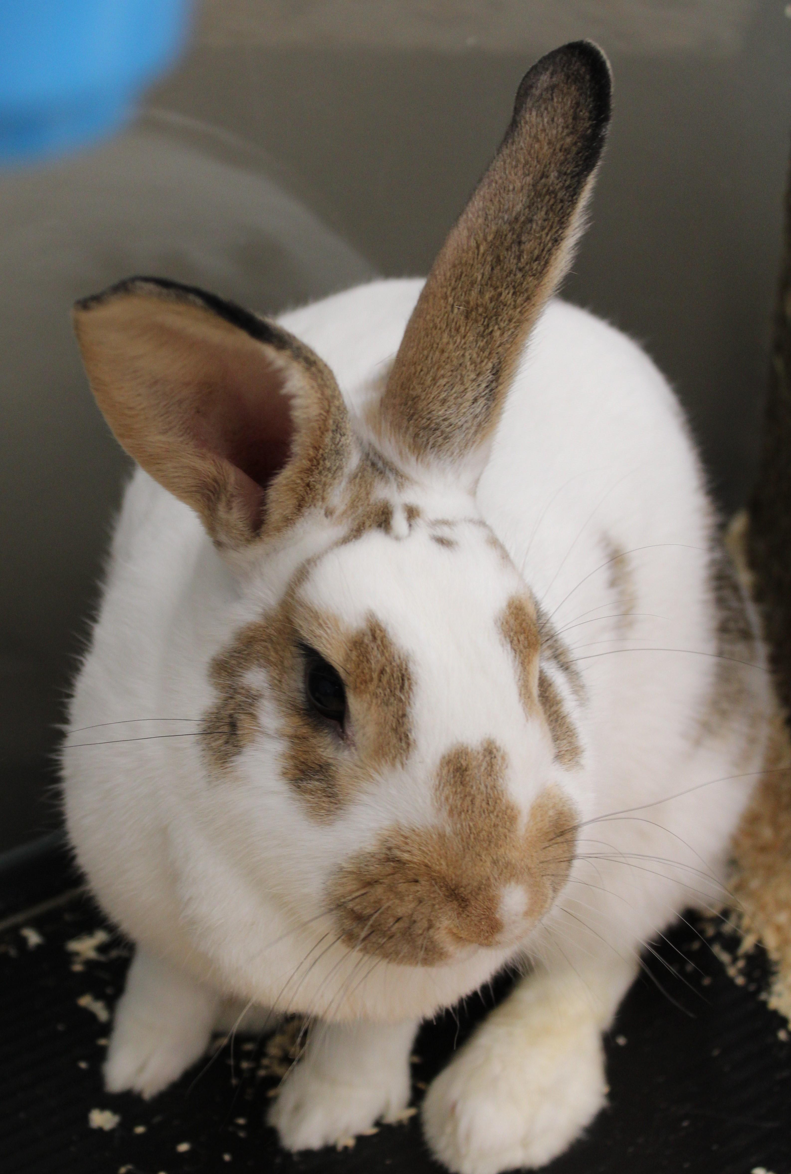 Enlarge Buttons, an adoptable Bunny Rabbit in Mississauga, ON image 3/5