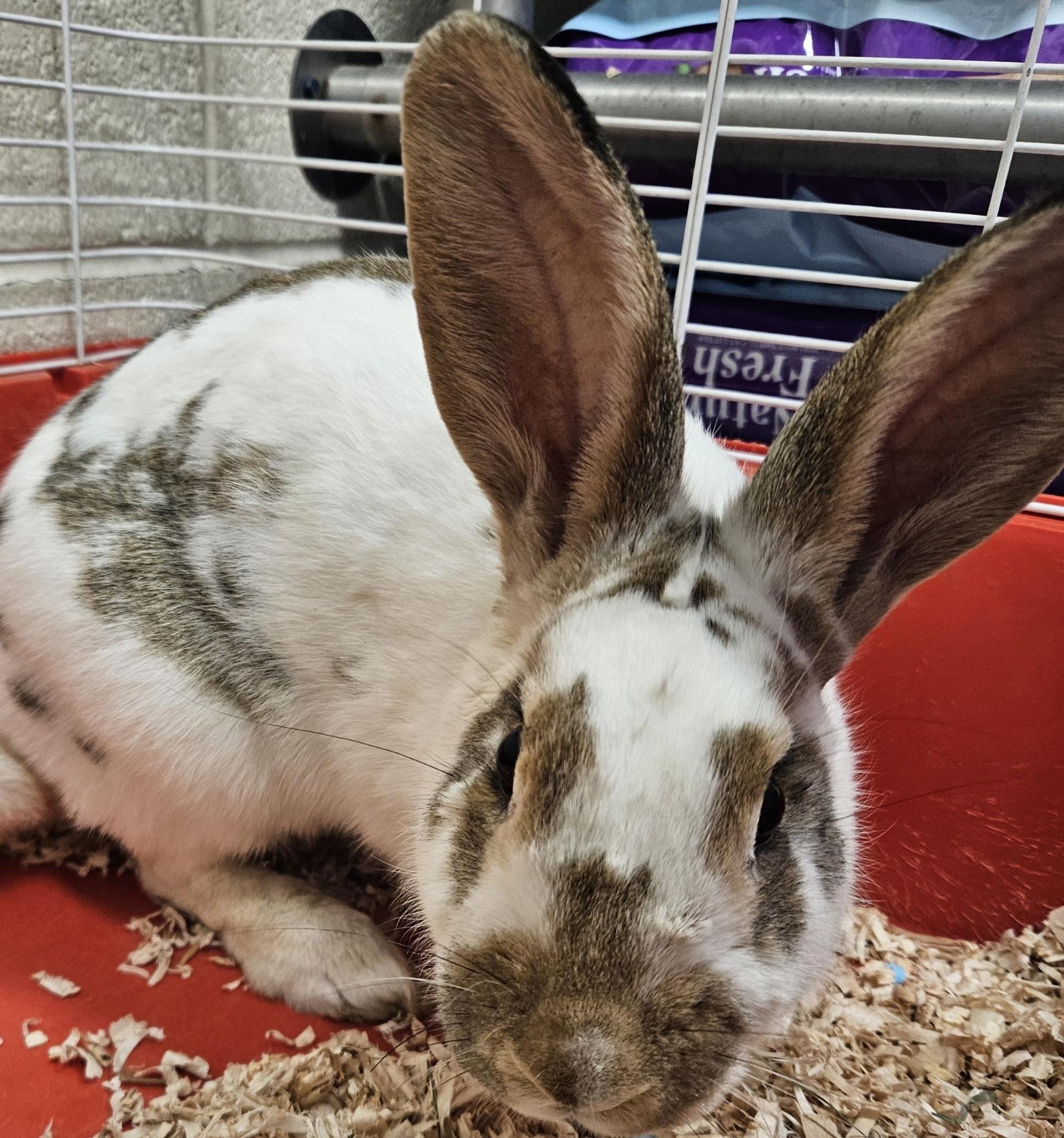 Buttons, adoptable, Adult Female Bunny Rabbit.