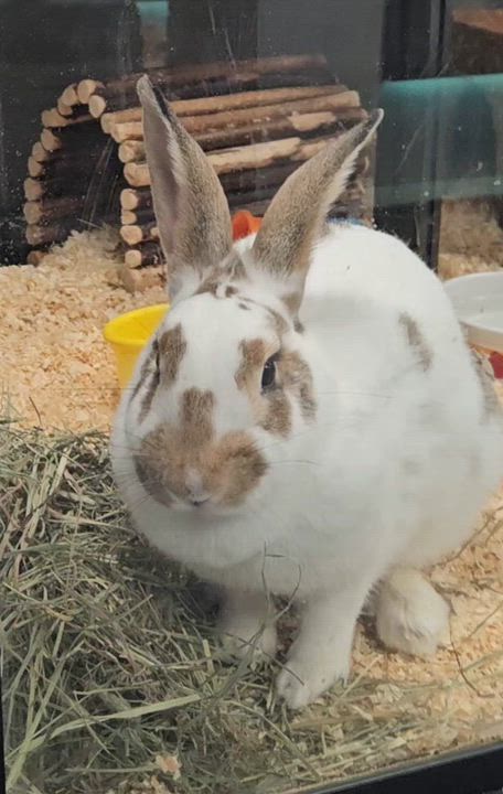 Enlarge Buttons, an adoptable Bunny Rabbit in Mississauga, ON video 5/5