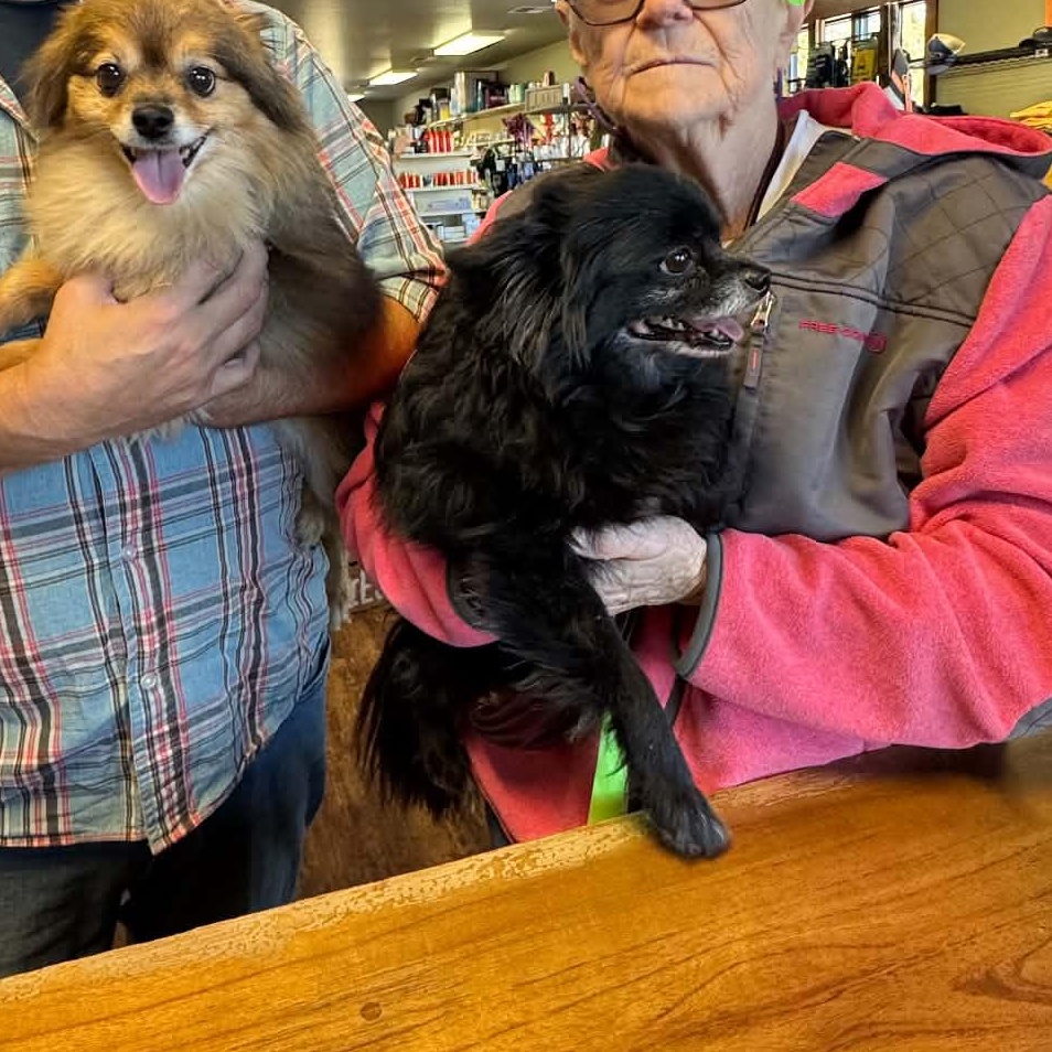 Denzel and Hercules - Courtesy Listing See Info, Adoptable, Senior Male Pomeranian.