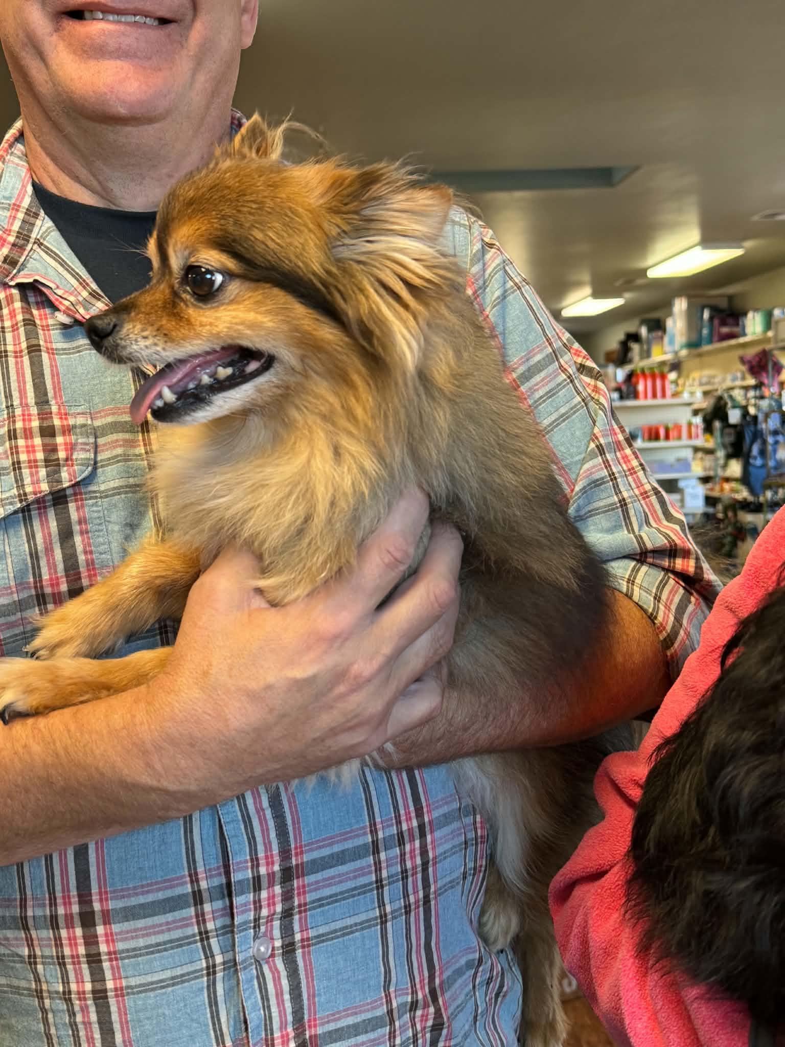 Enlarge Denzel and Hercules - Courtesy Listing See Info, a Adoptable Pomeranian in Polson, MT image 2/3