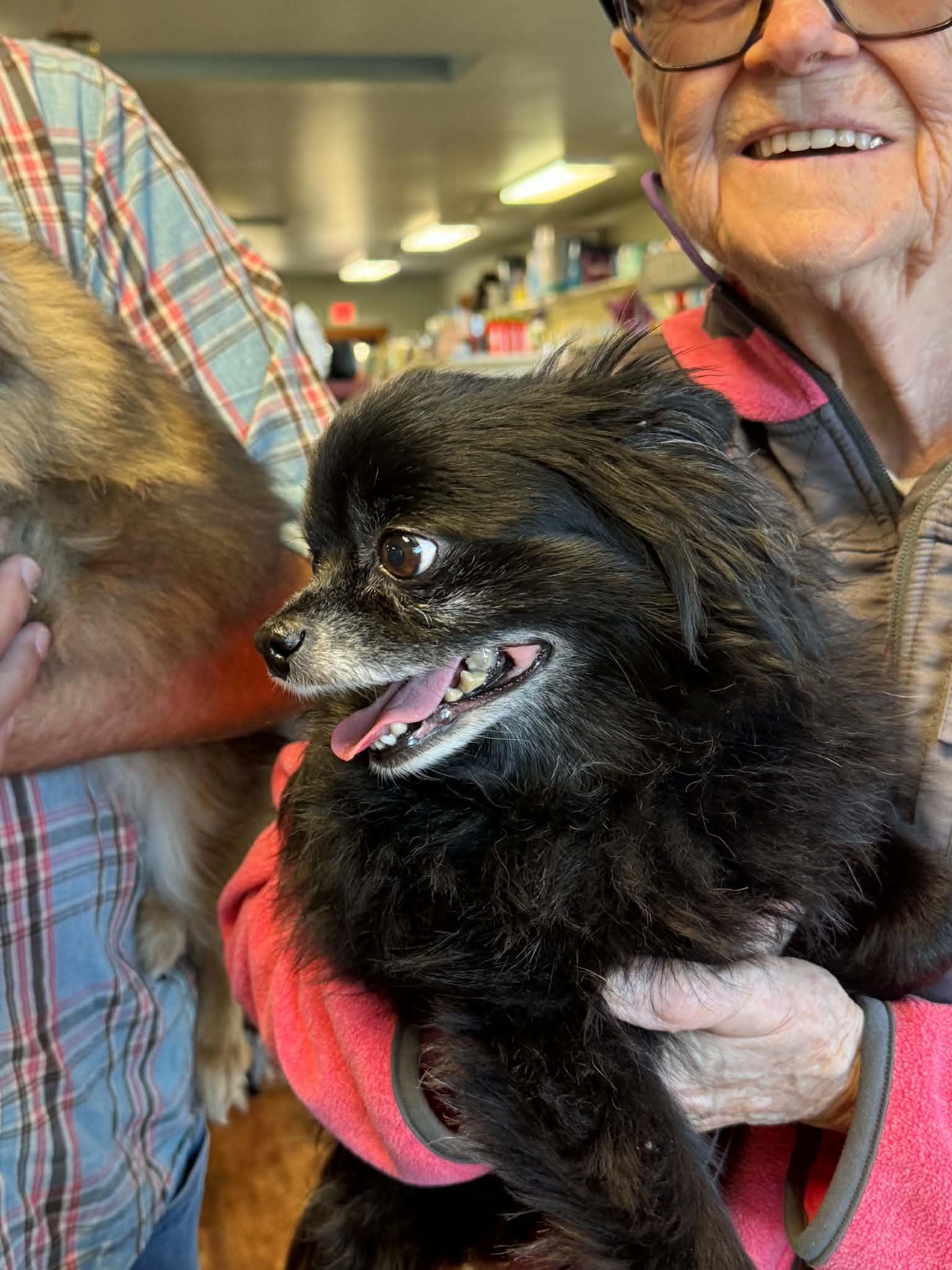 Enlarge Denzel and Hercules - Courtesy Listing See Info, a Adoptable Pomeranian in Polson, MT image 3/3