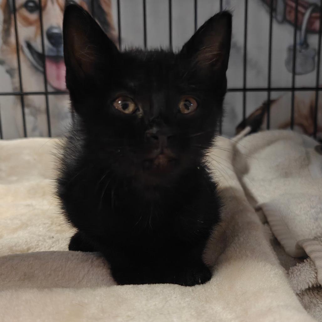 Persephone, Adoptable, Kitten Female American Shorthair.