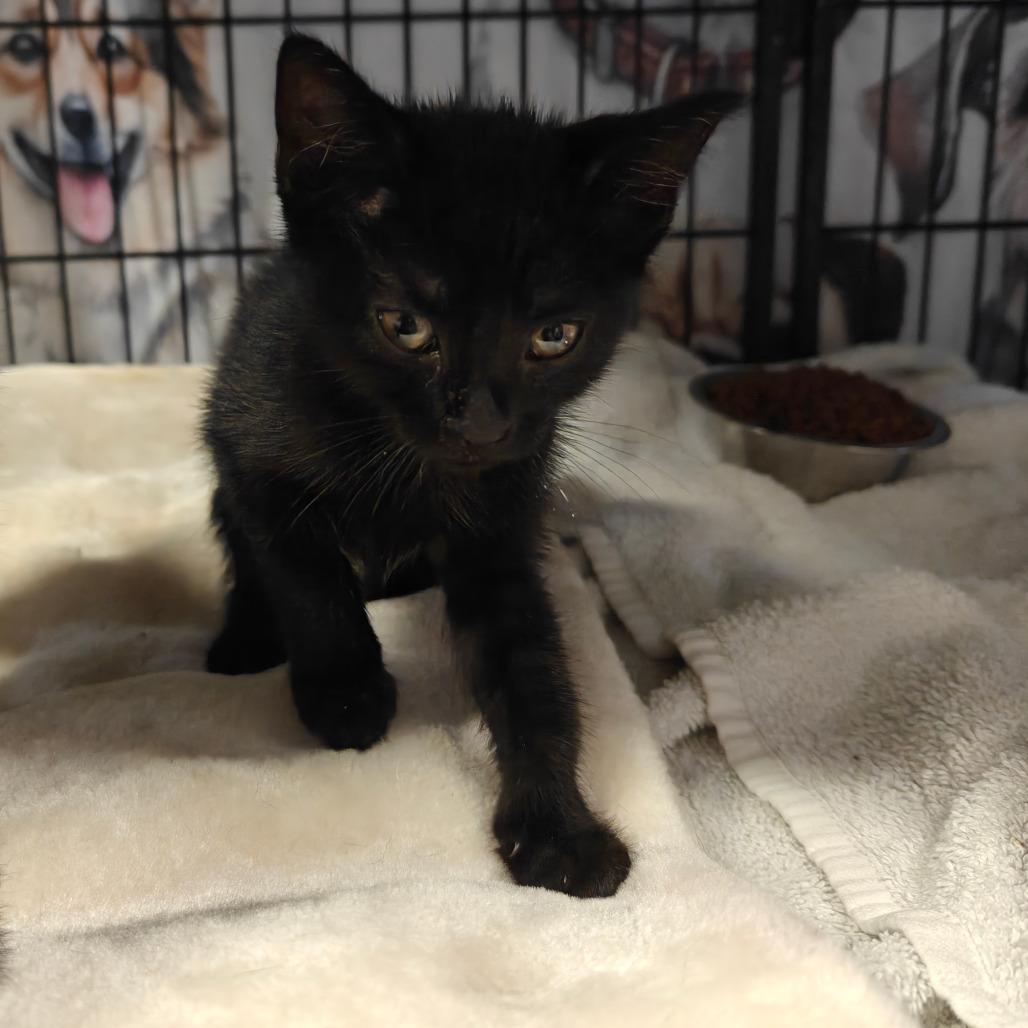 Persephone, a Adoptable American Shorthair in New Orleans, LA image 2/3
