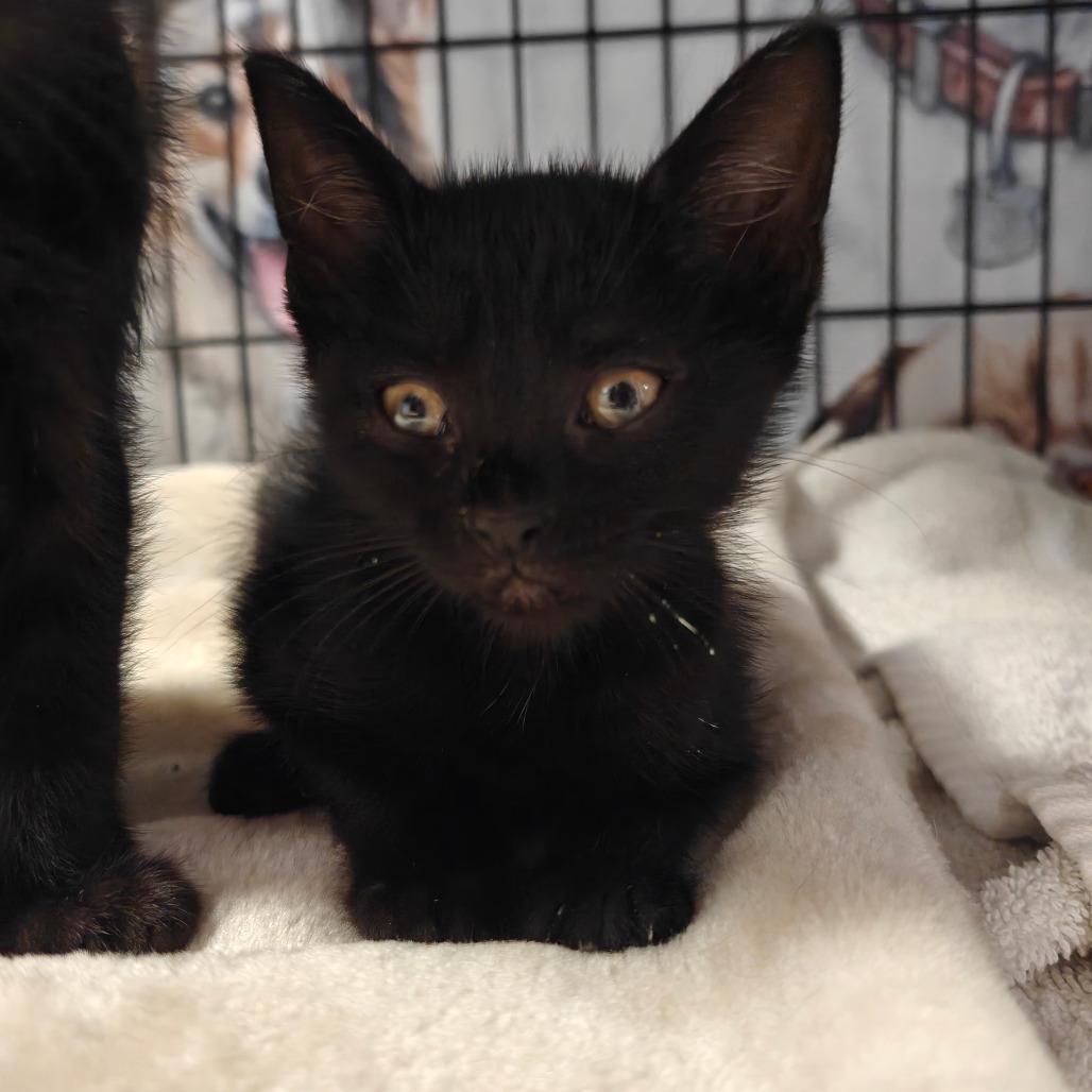 Persephone, a Adoptable American Shorthair in New Orleans, LA image 3/3