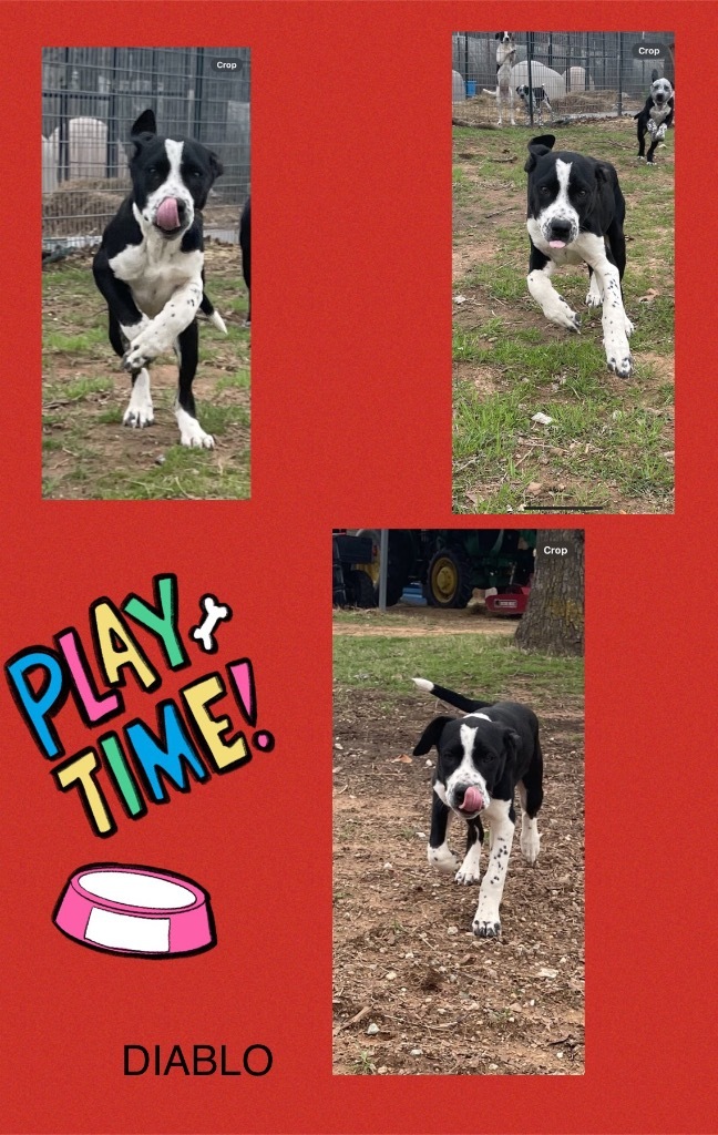 Walter, a Adoptable mixed breed in Seminole, OK image 1/5