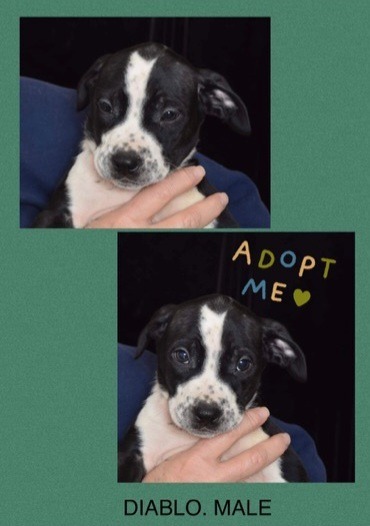 Walter, a Adoptable mixed breed in Seminole, OK image 5/5