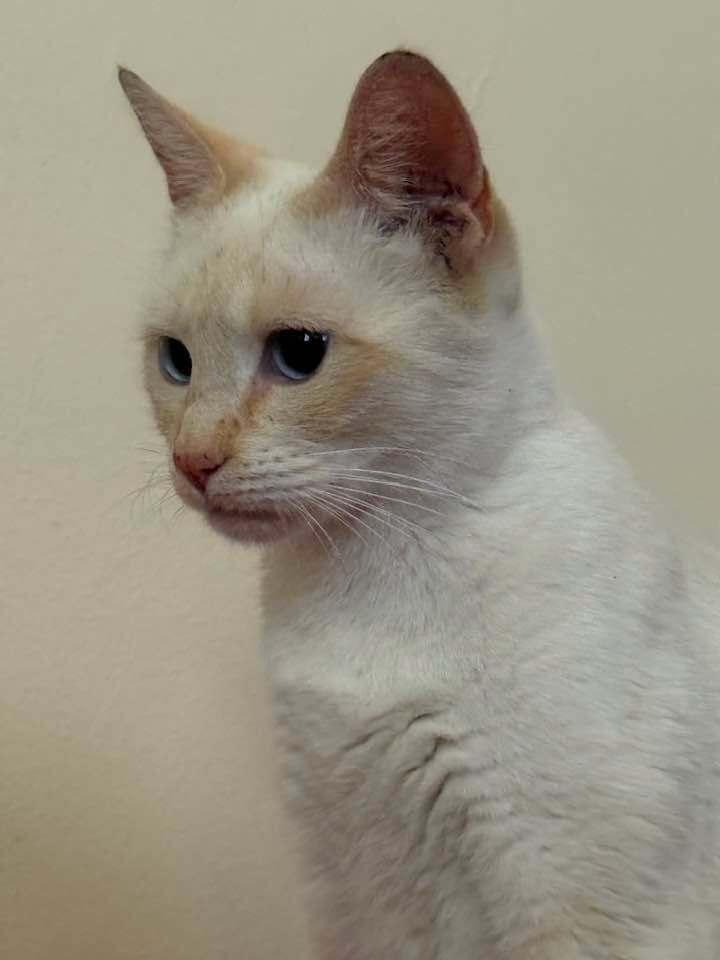 Persia, Adoptable, Adult Female Siamese.