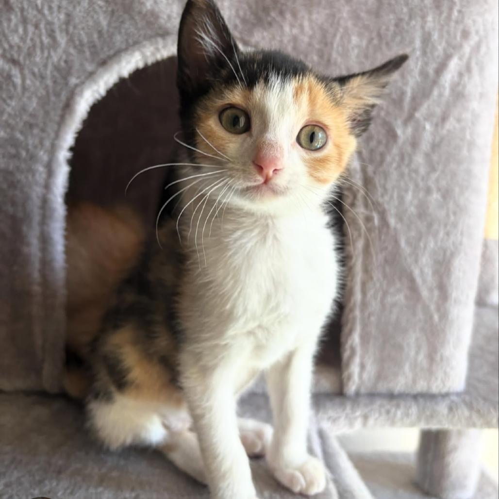 Cadet (Ghost Face), Adoptable, Kitten Female Domestic Short Hair & Domestic Short Hair.