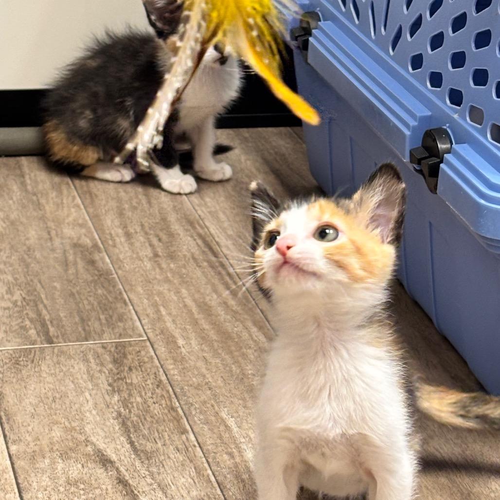 Enlarge Cadet (Ghost Face), a Adoptable mixed breed in Commerce City, CO image 6/6