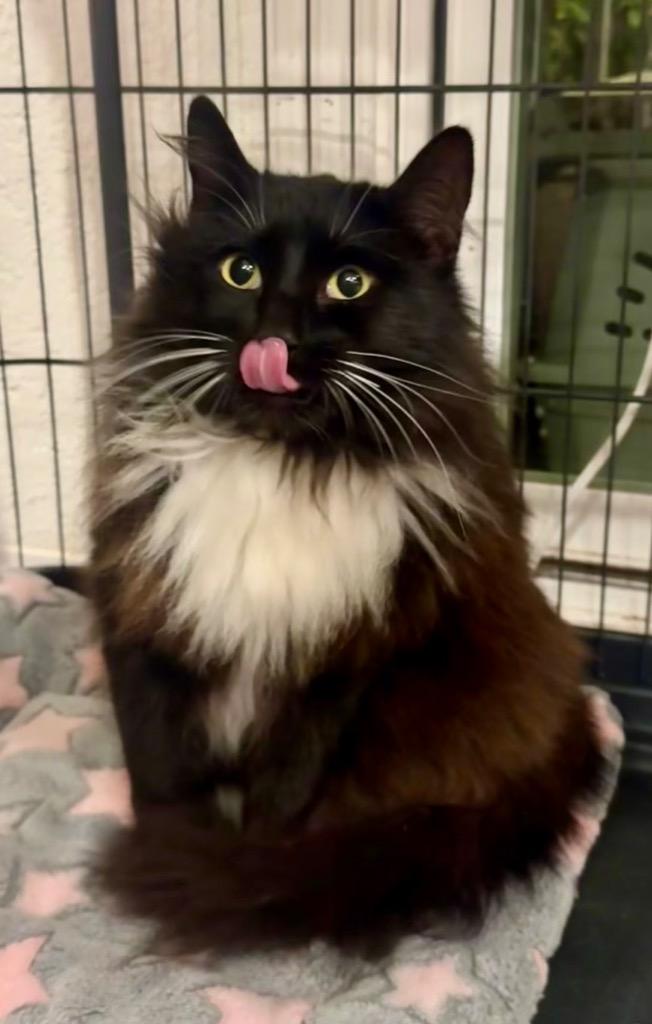 Lorelai *Adopted*, Adopted, Adult Female Domestic Long Hair.