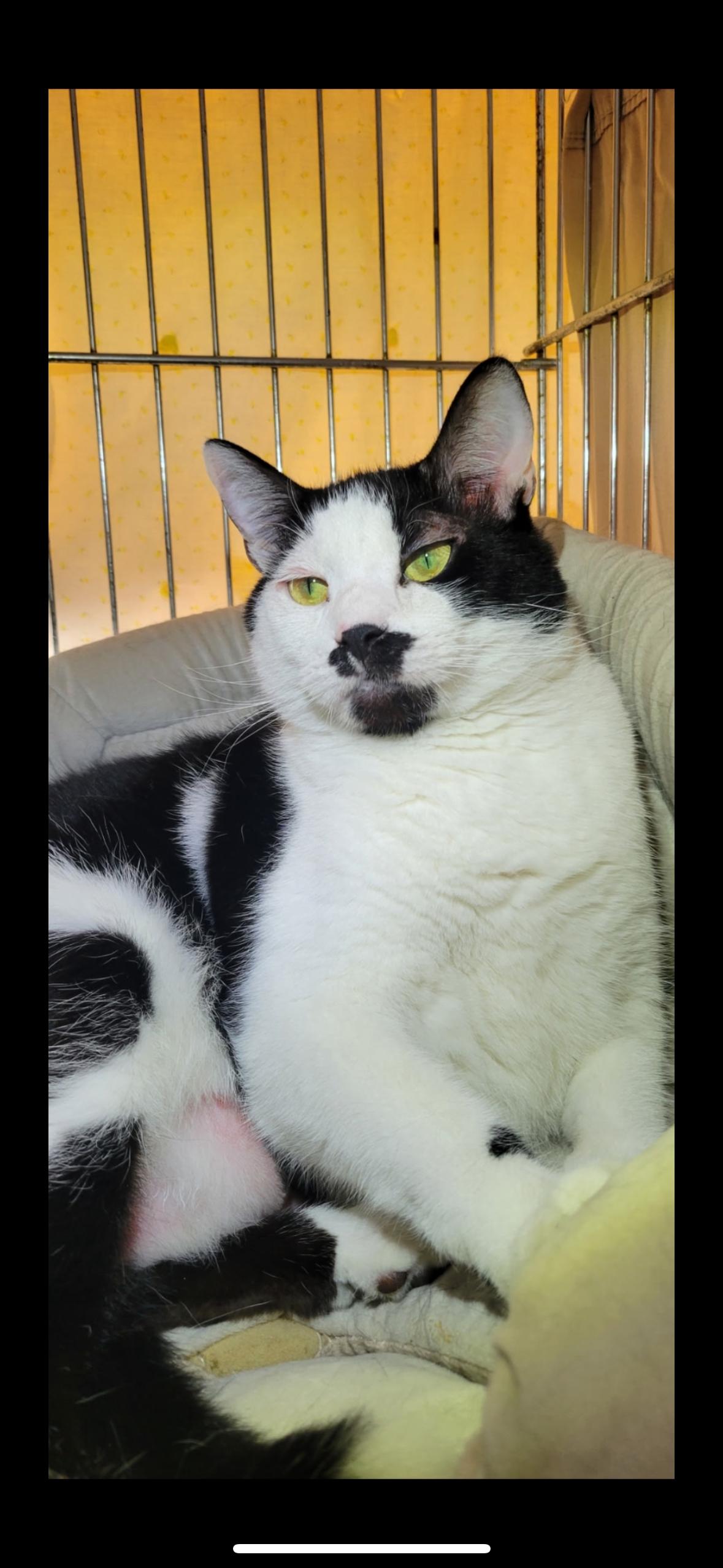 Tomahawk, ADOPTABLE, Adult Male Domestic Short Hair.