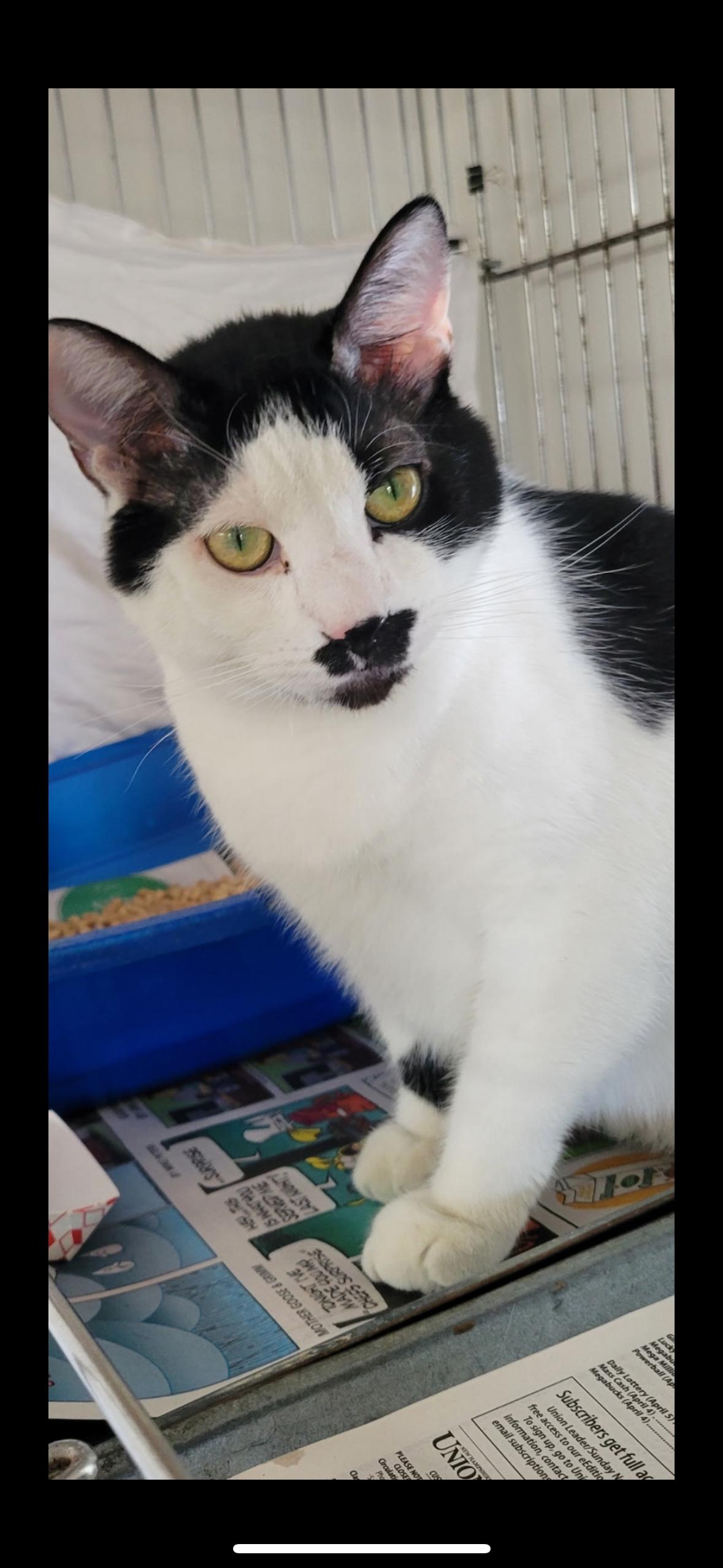 Tomahawk, a ADOPTABLE Domestic Short Hair in Manchester, NH image 2/2