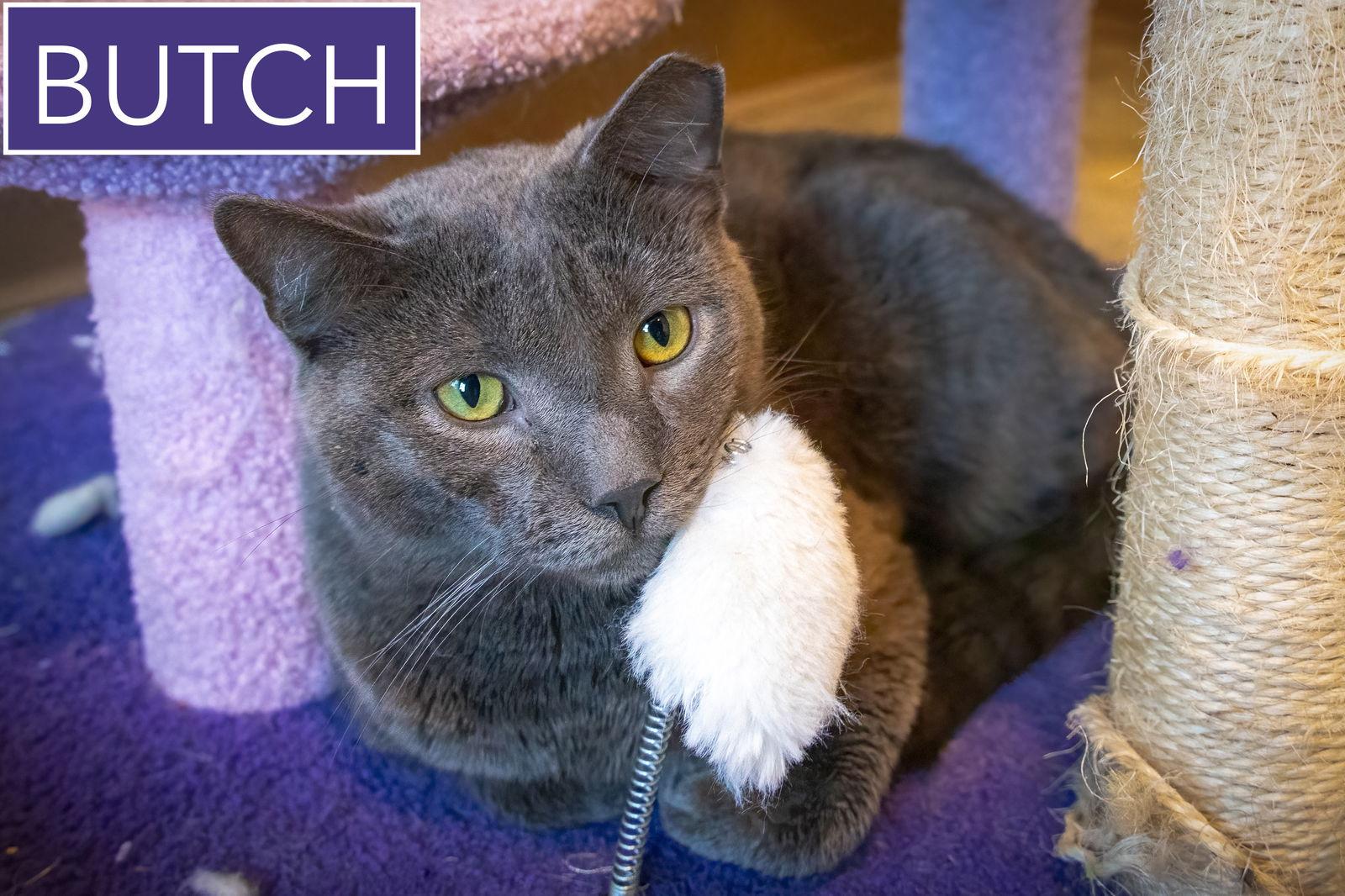 Butch (FCID# 02/09/2026 - 36 Trainer) — thumbnail 2