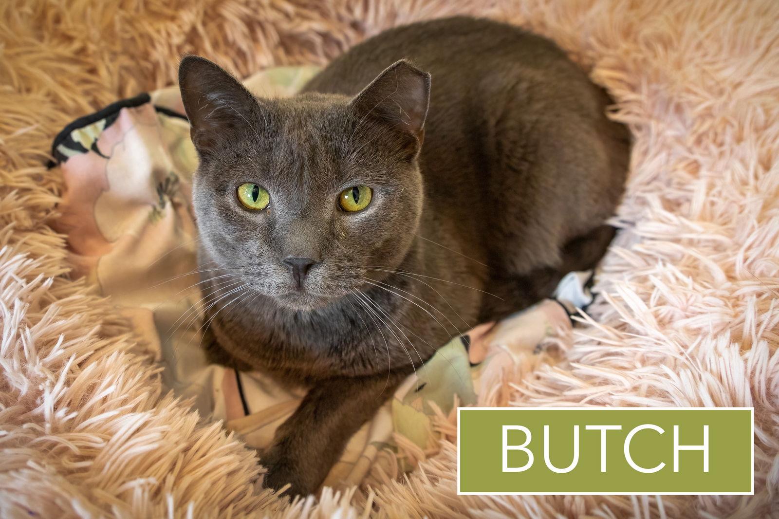 Butch (FCID# 02/09/2026 - 36 Trainer) — thumbnail 3