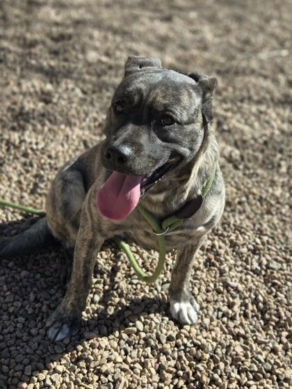 Louise, ADOPTABLE, Adult Female Mixed Breed.