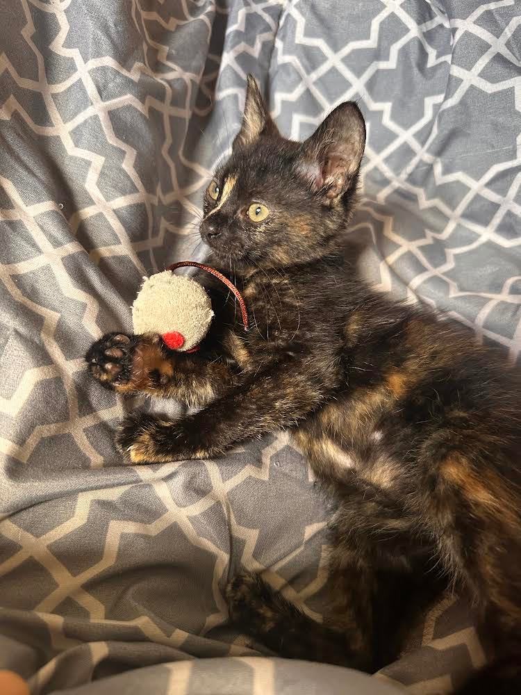 Nori, Adopted, Kitten Female Tortoiseshell.