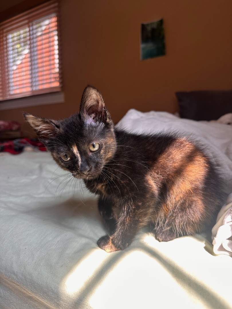 Enlarge Nori, a Adopted Tortoiseshell in Westland, MI image 3/13