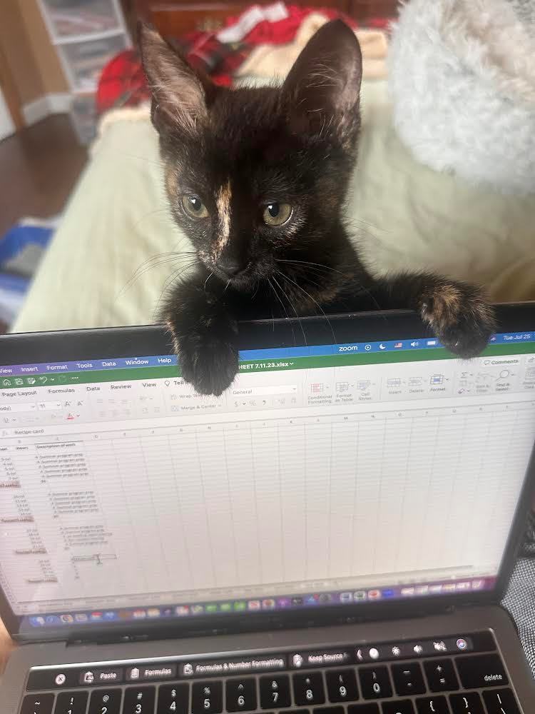 Enlarge Nori, a Adopted Tortoiseshell in Westland, MI image 4/13