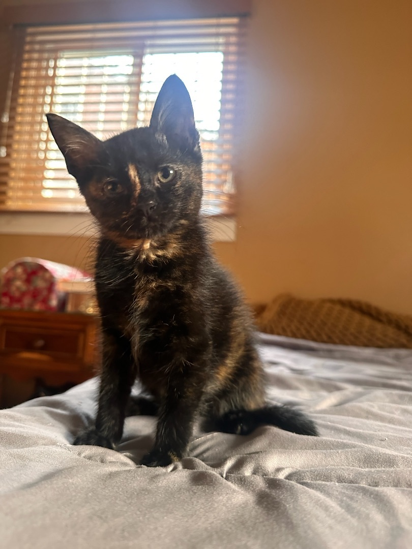 Enlarge Nori, a Adopted Tortoiseshell in Westland, MI image 5/13