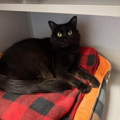 Gigi, a Adoptable Domestic Long Hair in Washougal, WA image 1/4