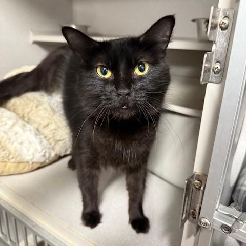 Gigi, a Adoptable Domestic Long Hair in Washougal, WA image 1/4