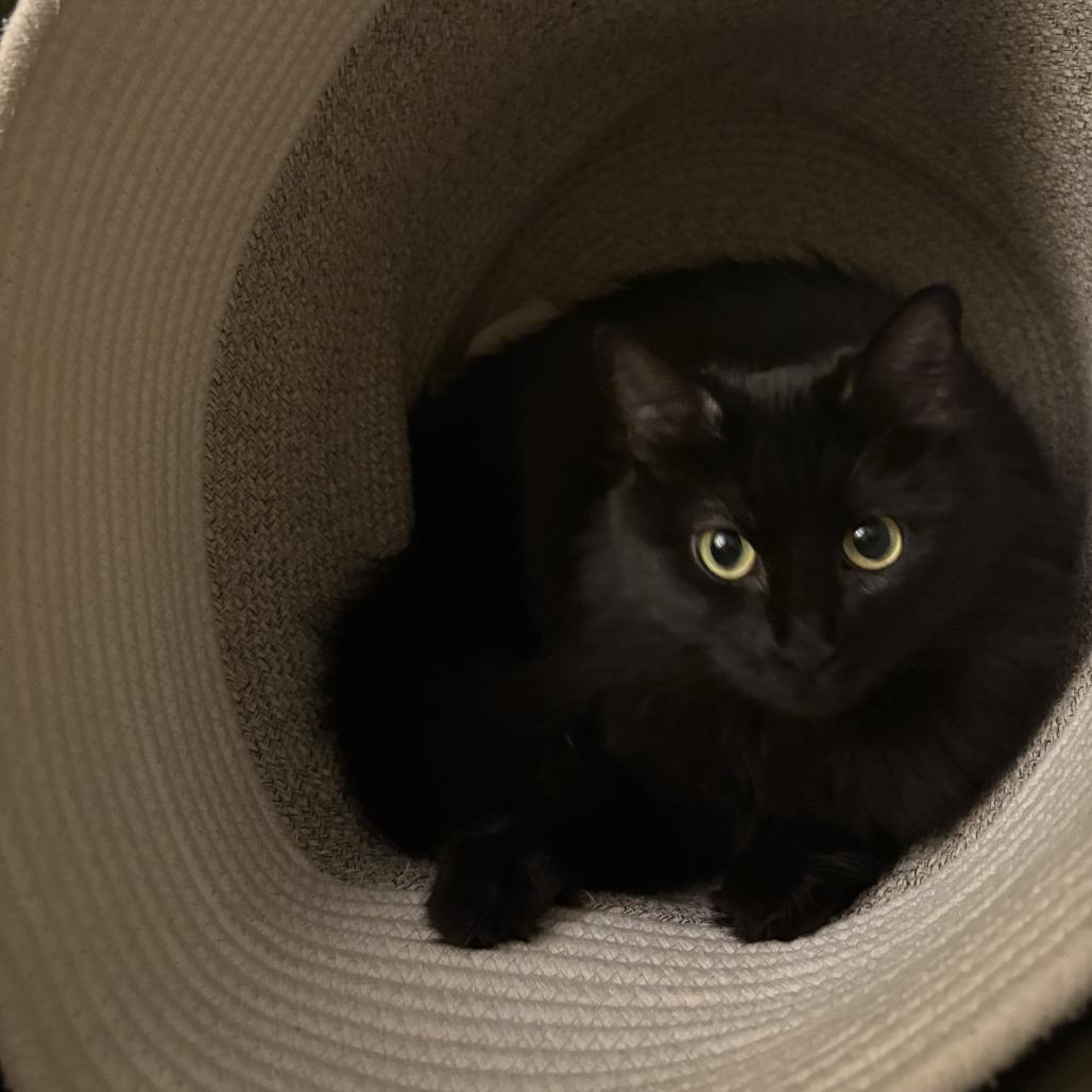 Gigi, a Adoptable Domestic Long Hair in Washougal, WA image 3/5