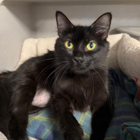 Gigi, a Adoptable Domestic Long Hair in Washougal, WA image 4/4