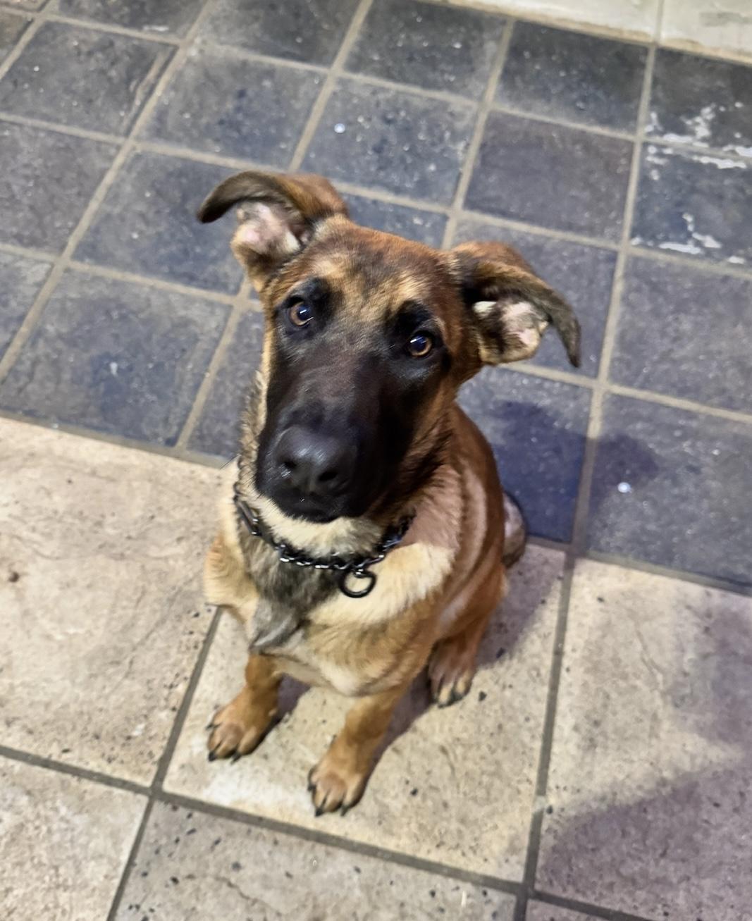 Enlarge Rosie, a Adoptable mixed breed in Burbank, CA image 3/3