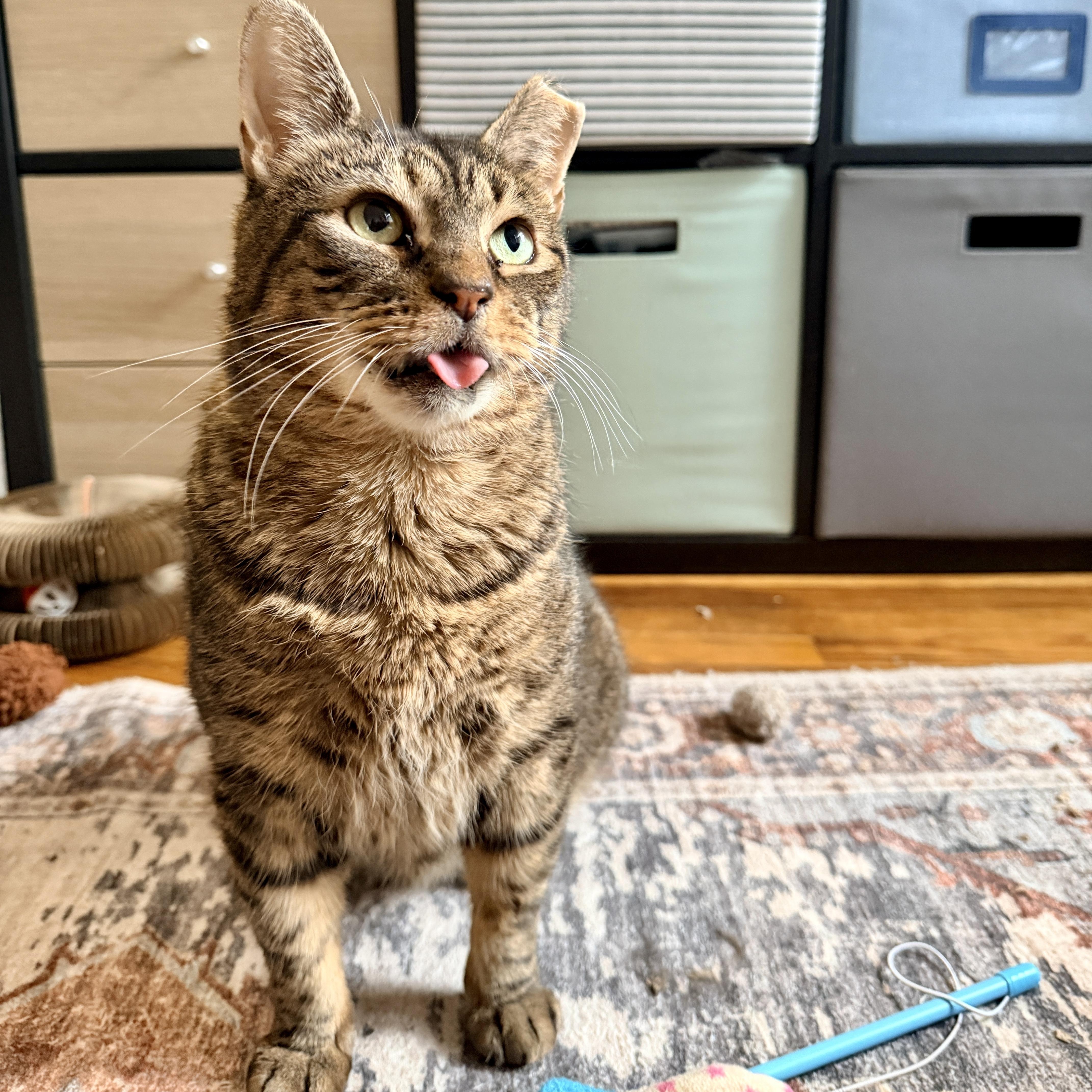 Enlarge Piccolo, a Adoptable Domestic Short Hair in Brooklyn, NY image 2/6