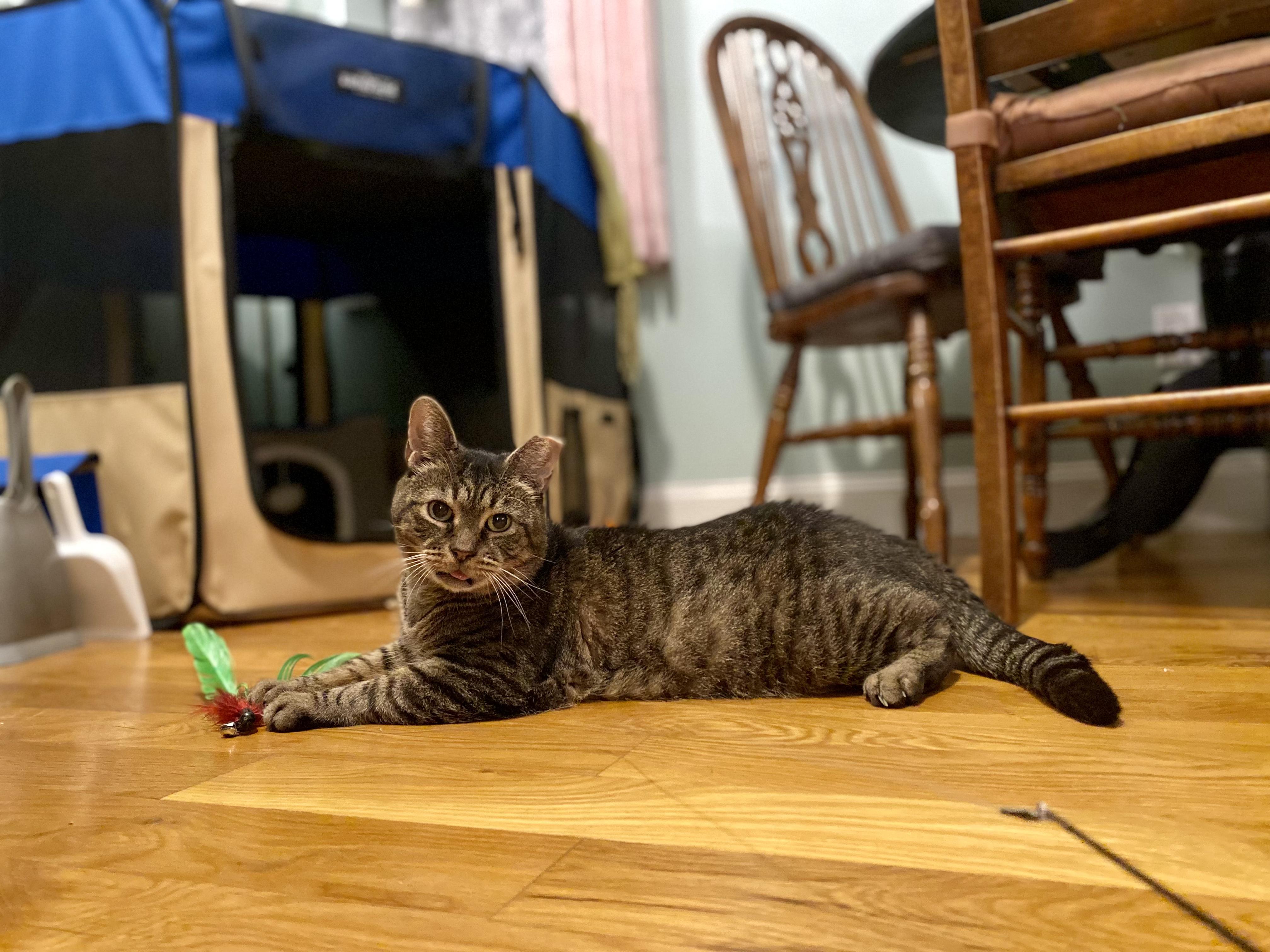 Enlarge Piccolo, a Adoptable Domestic Short Hair in Brooklyn, NY image 6/6