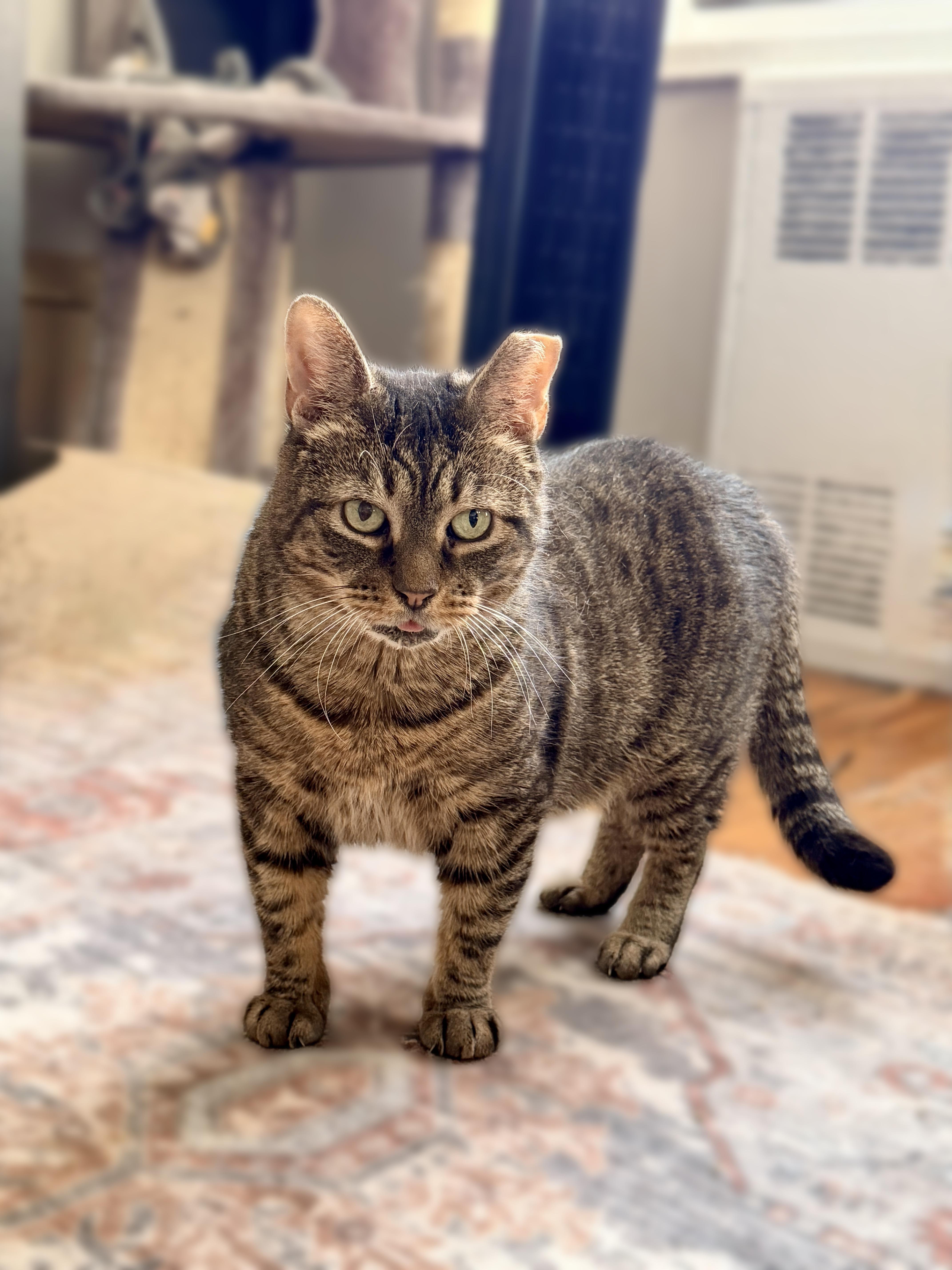 Enlarge Piccolo, a Adoptable Domestic Short Hair in Brooklyn, NY image 5/6