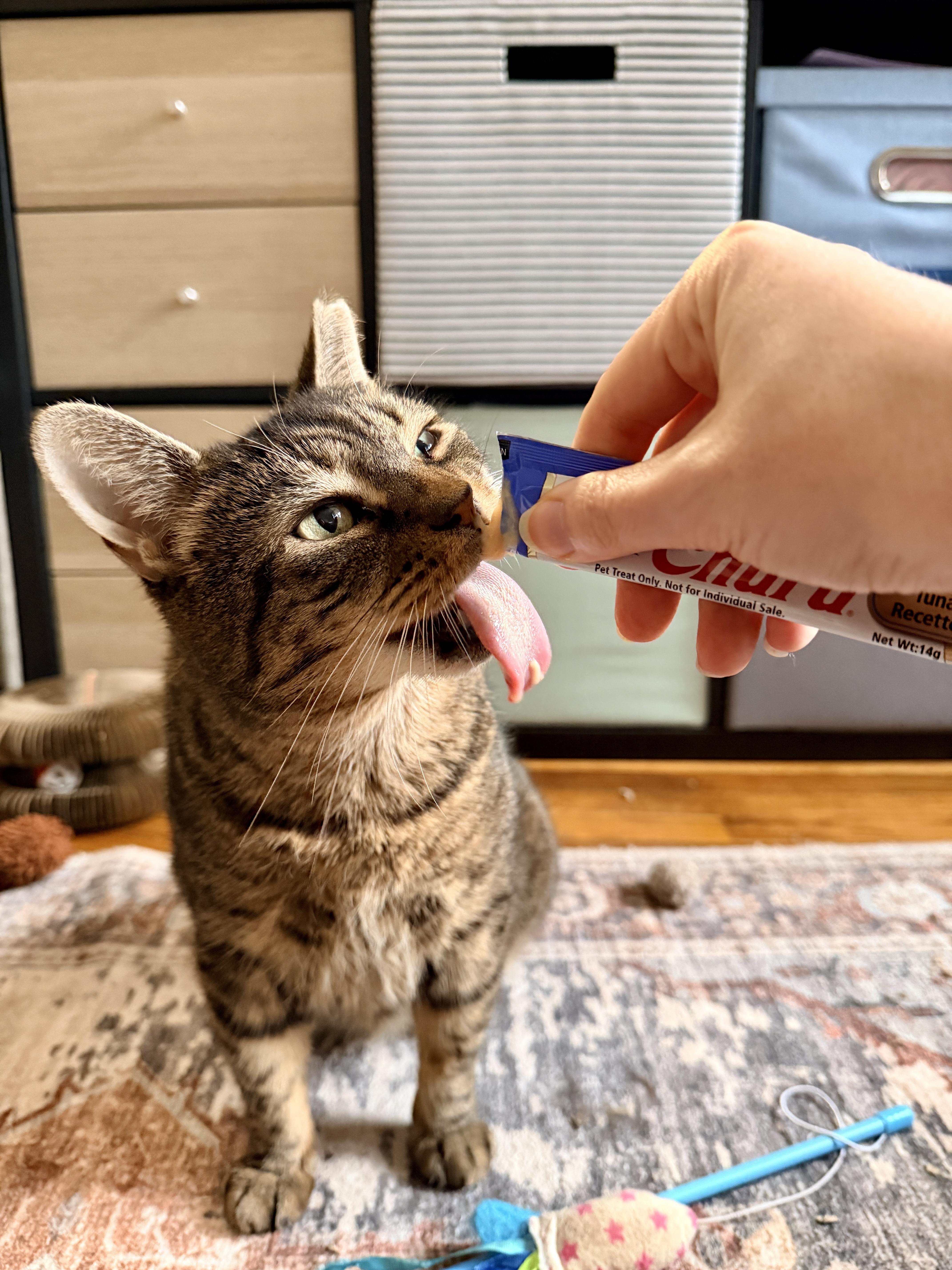 Enlarge Piccolo, a Adoptable Domestic Short Hair in Brooklyn, NY image 3/6