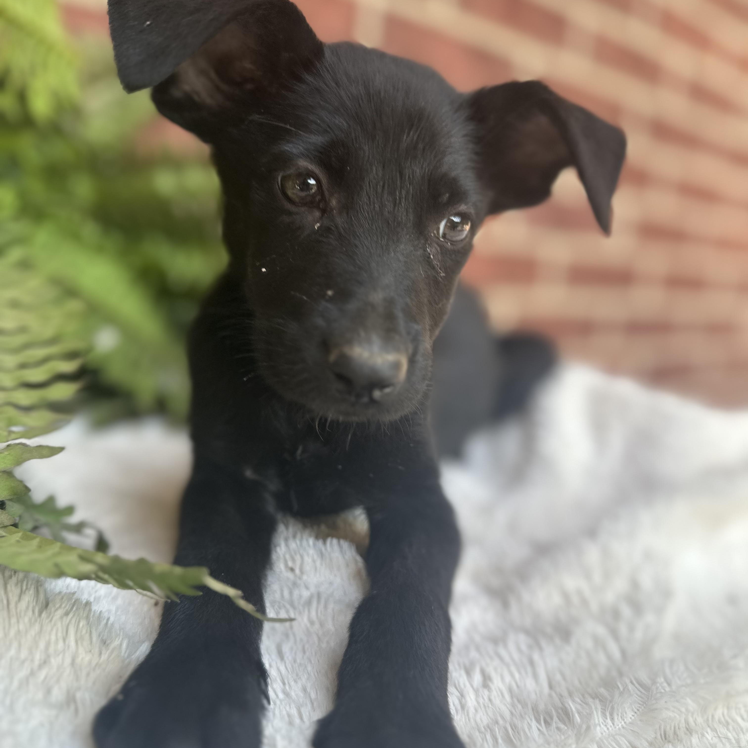 Penelope