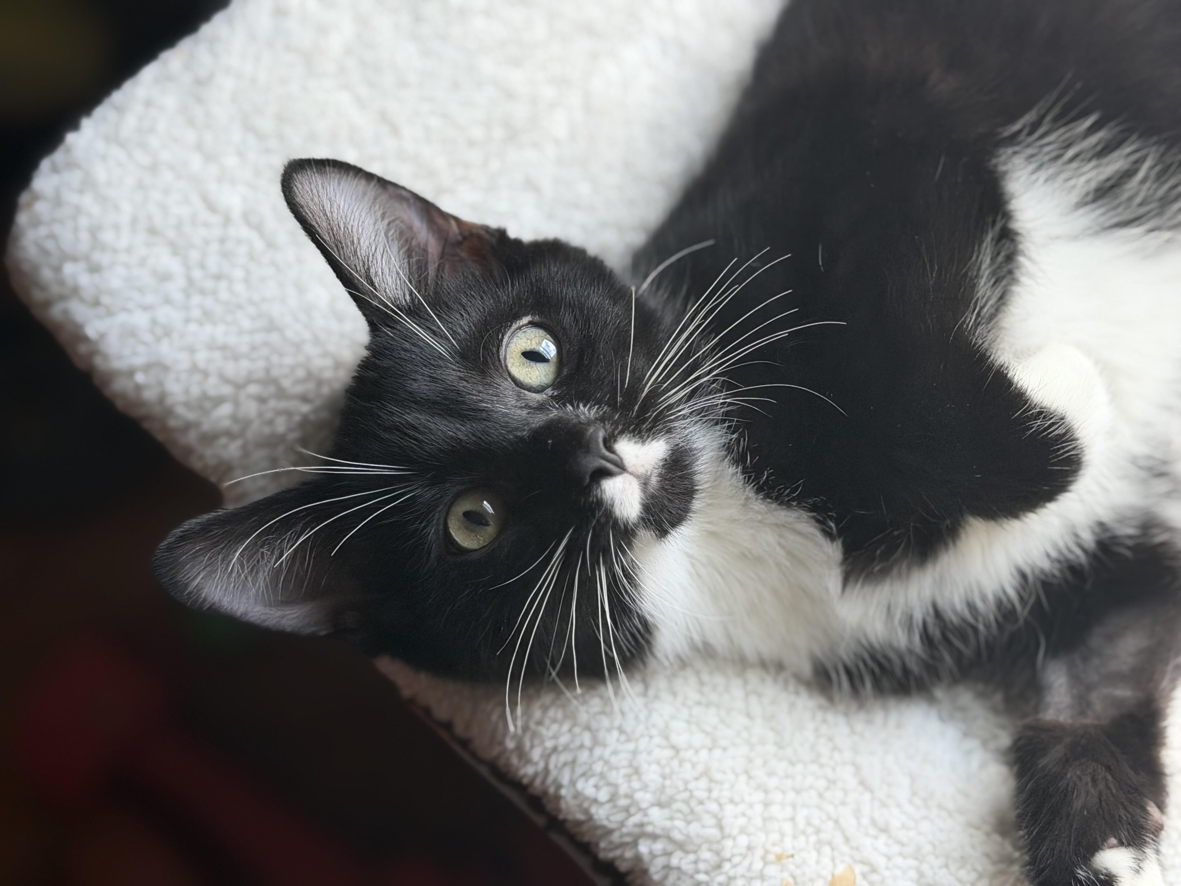 Sylvester, Adoptable, Kitten Male American Shorthair.