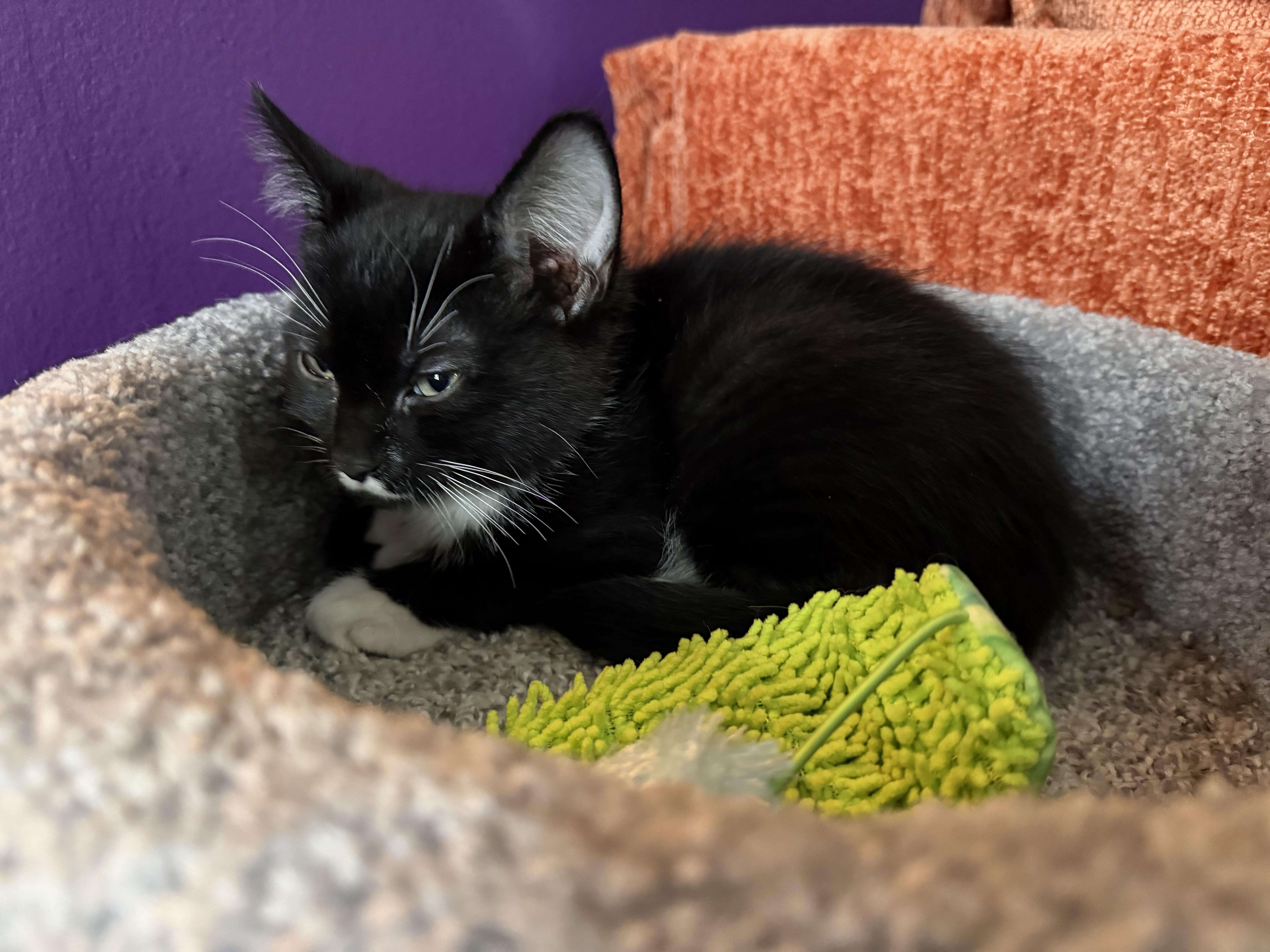 Enlarge Sylvester, a Adoptable American Shorthair in Cincinnati, OH image 4/6
