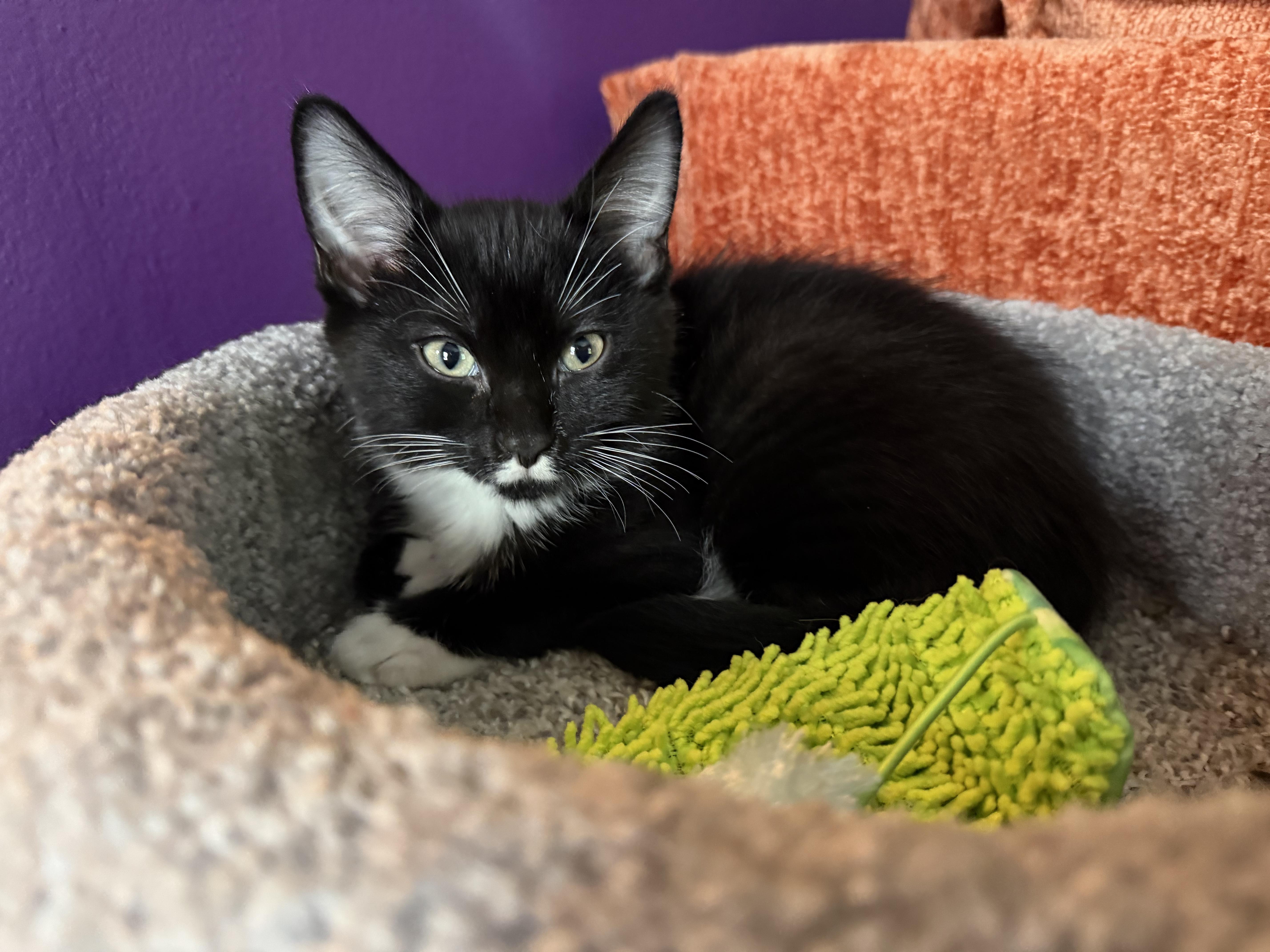 Enlarge Sylvester, a Adoptable American Shorthair in Cincinnati, OH image 3/6