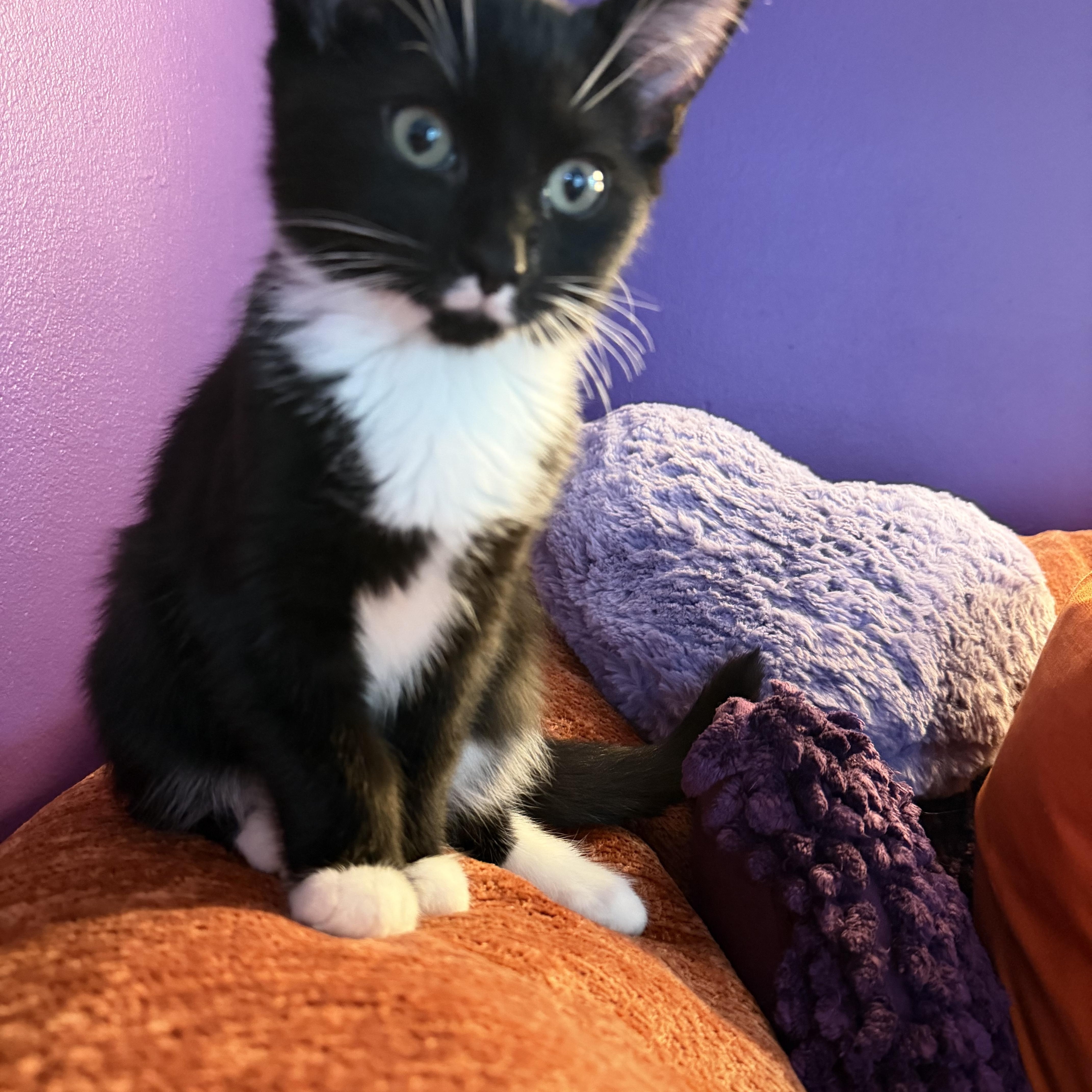 Enlarge Sylvester, a Adoptable American Shorthair in Cincinnati, OH image 5/6