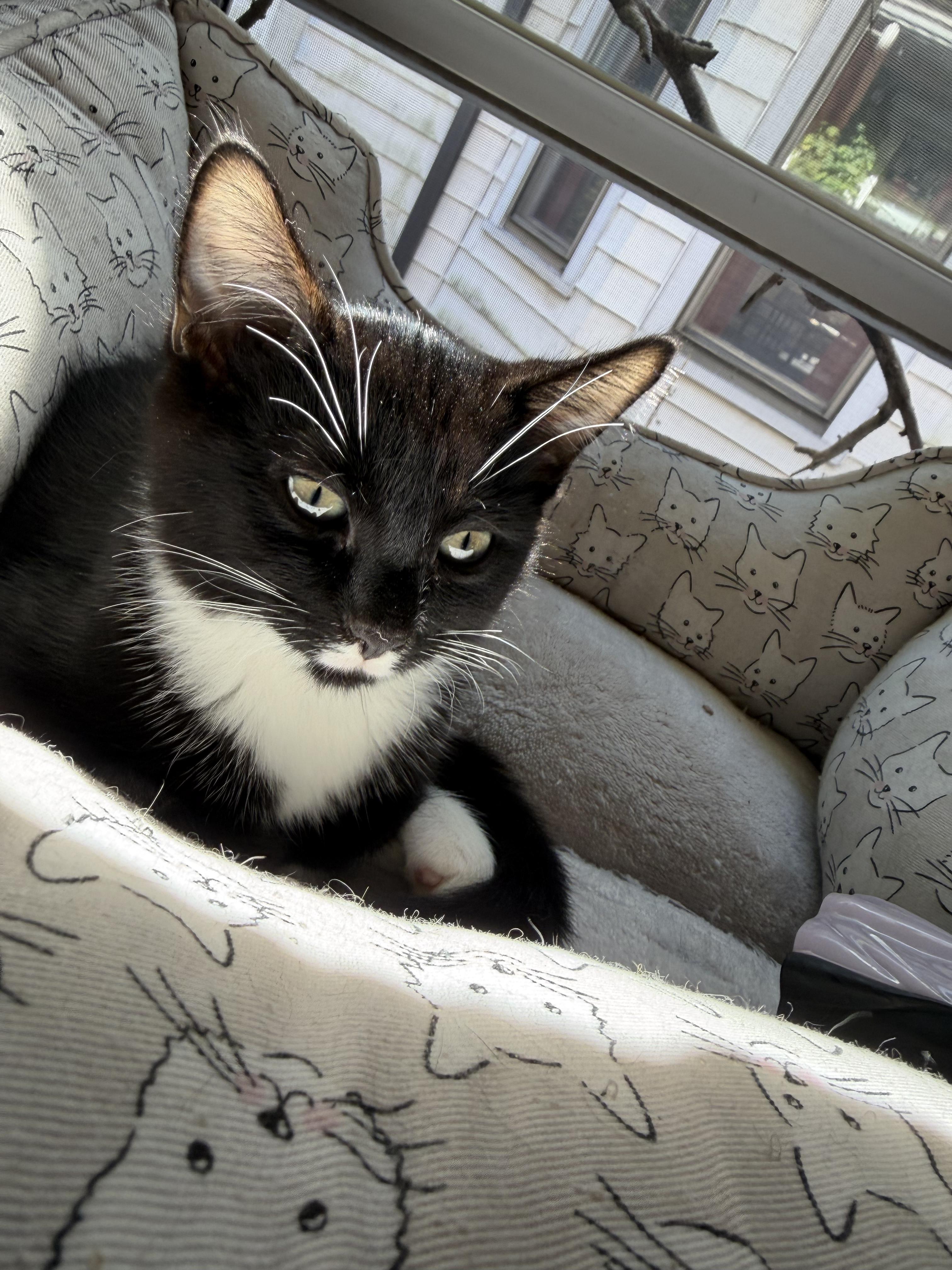 Enlarge Sylvester, a Adoptable American Shorthair in Cincinnati, OH image 6/6