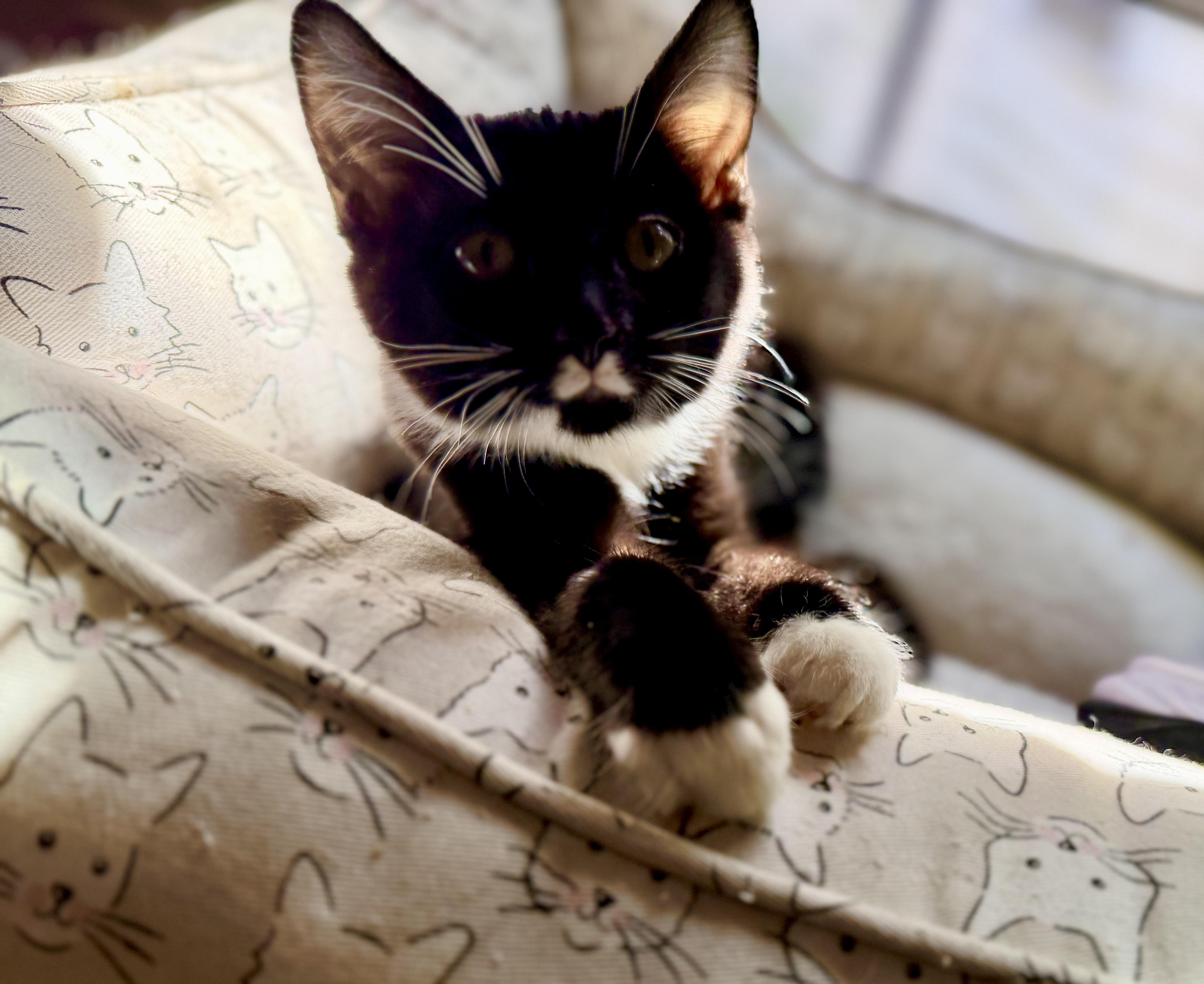Enlarge Sylvester, a Adoptable American Shorthair in Cincinnati, OH image 2/6