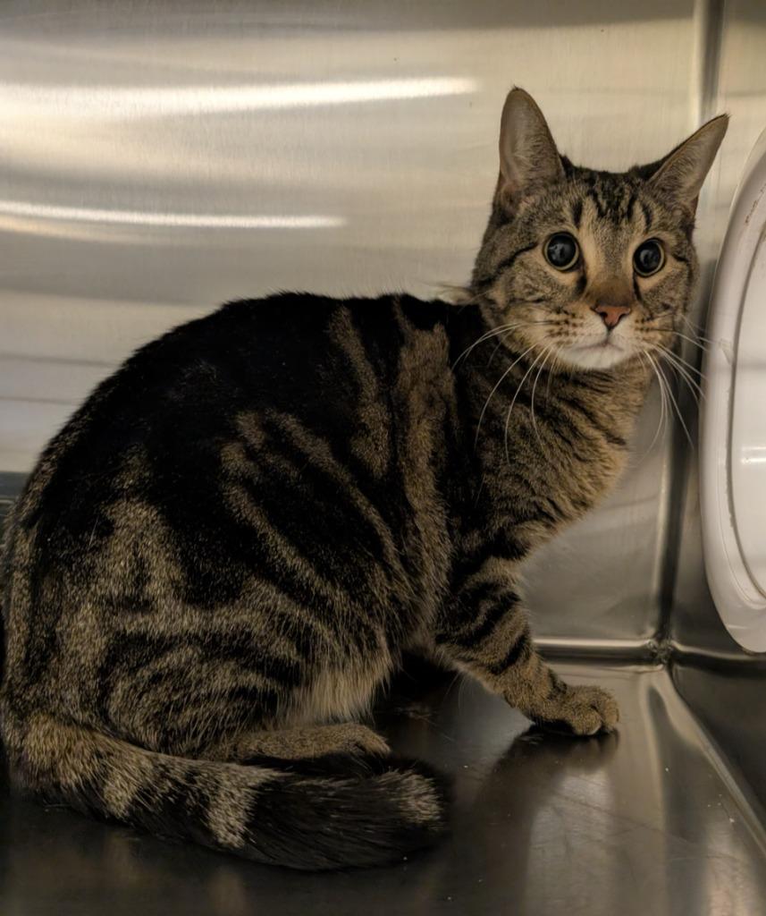 Shivers, Adoptable, Adult Male Domestic Short Hair.