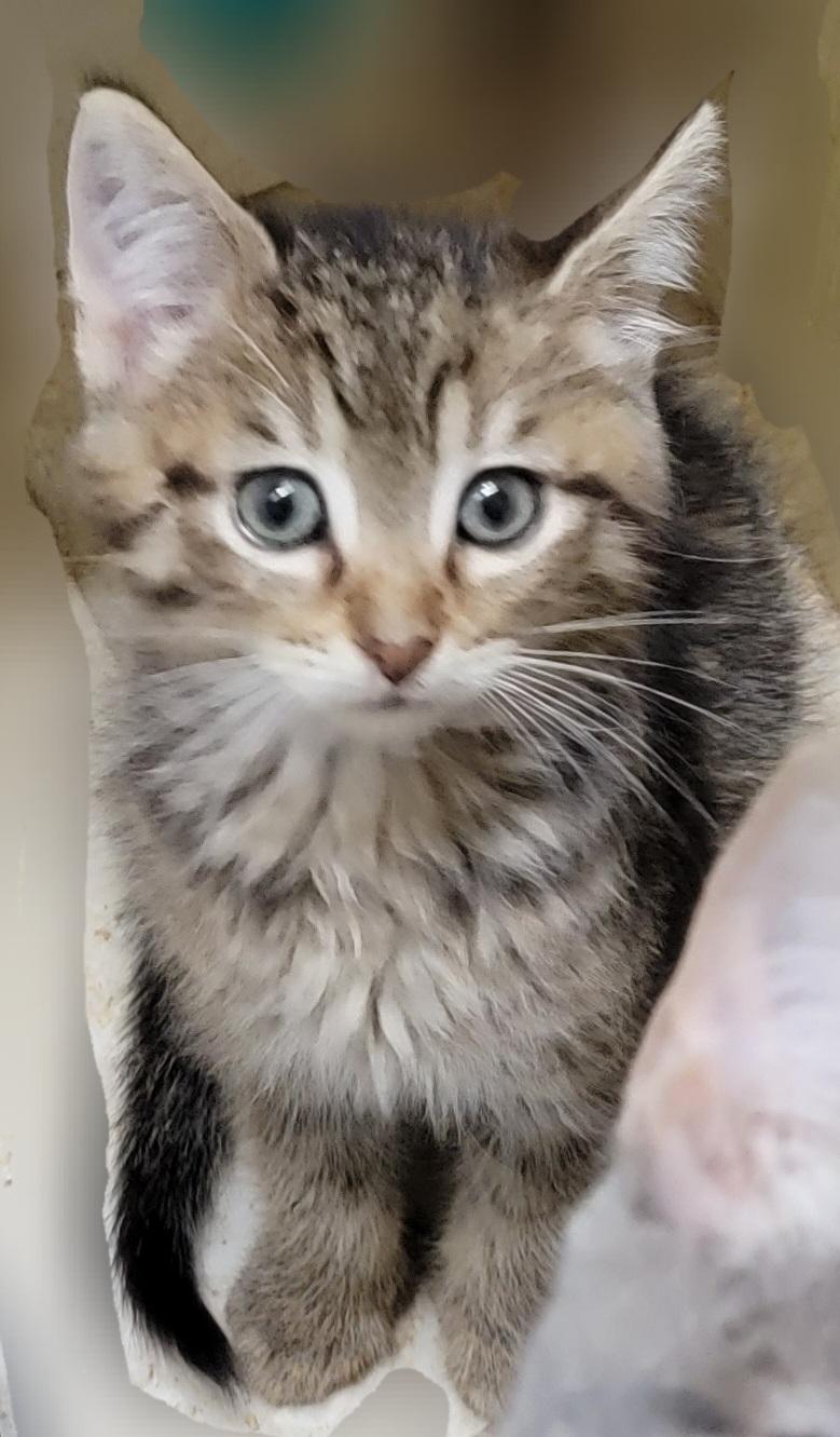Enlarge Furrball, an adoption pending mixed breed in Glen Ellyn, IL image 1/6